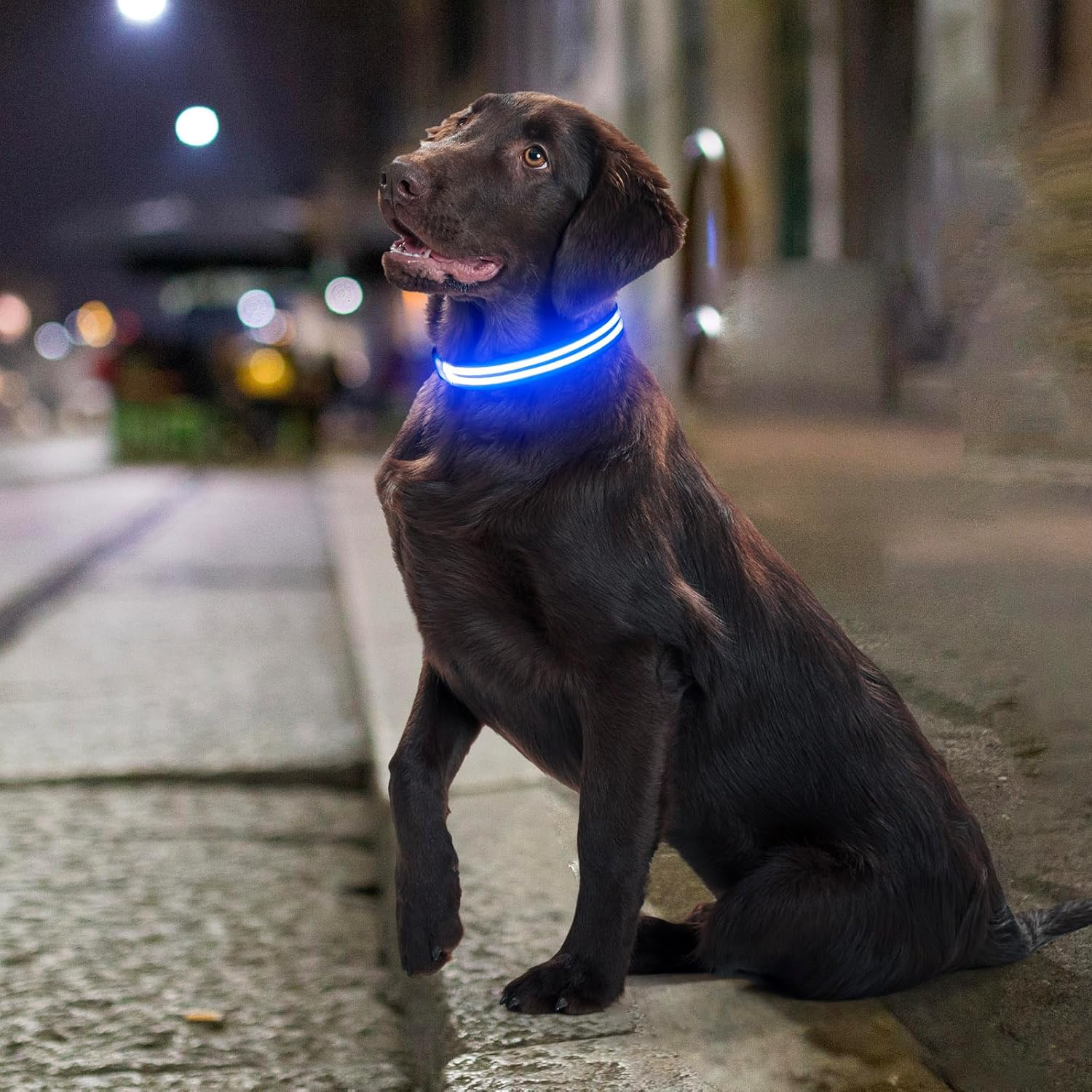 Dolitego Collares de perro iluminados  Collares de perro recargables que brillan en la oscuridad, collar LED ajustable para perro, luces de perro