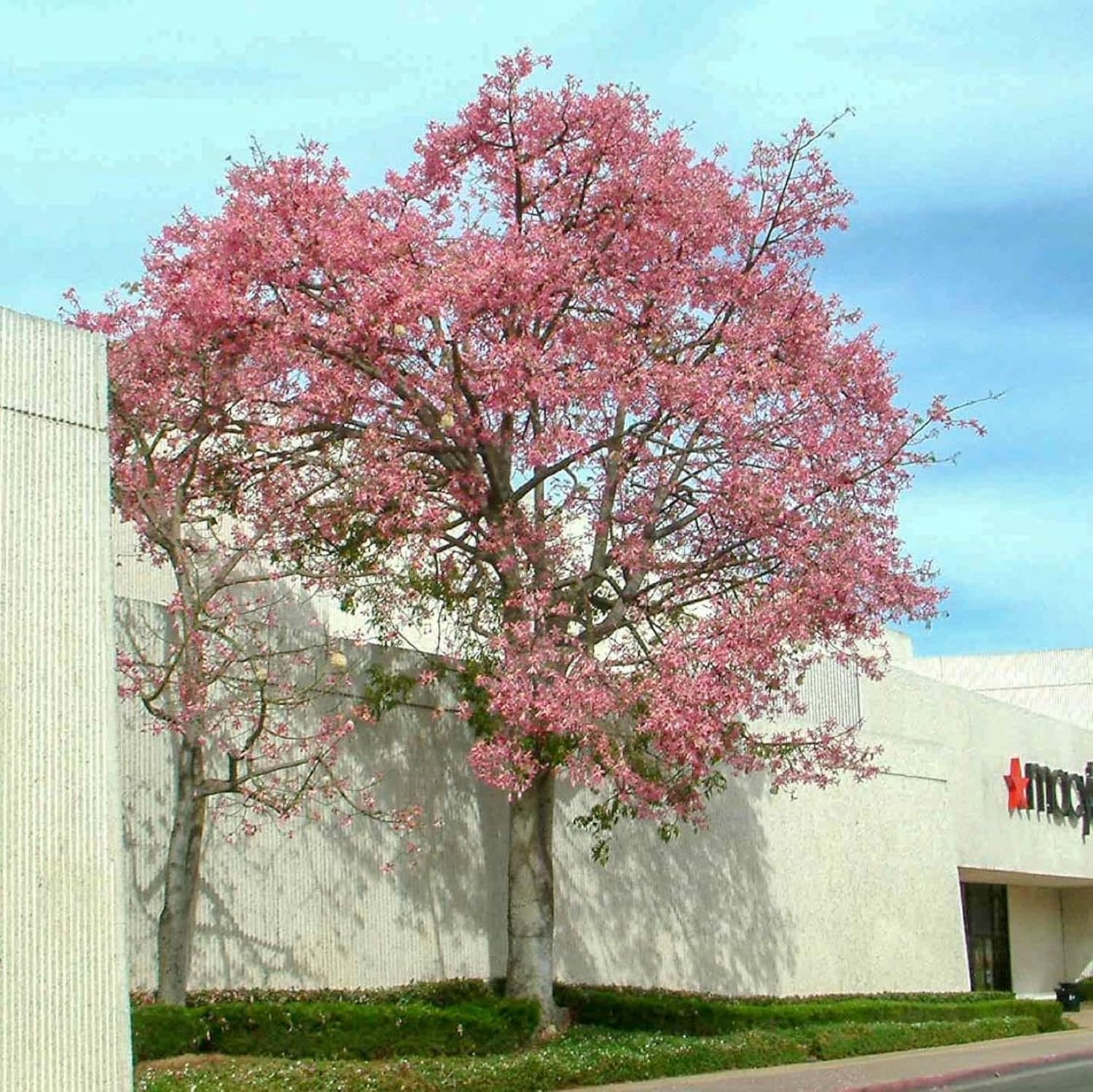 CHUXAY GARDEN Chorisia Speciosa Semillas para plantar hilo de seda Árbol 10 semillas de acento vistoso planta floración Árbol caducifolio llamativa
