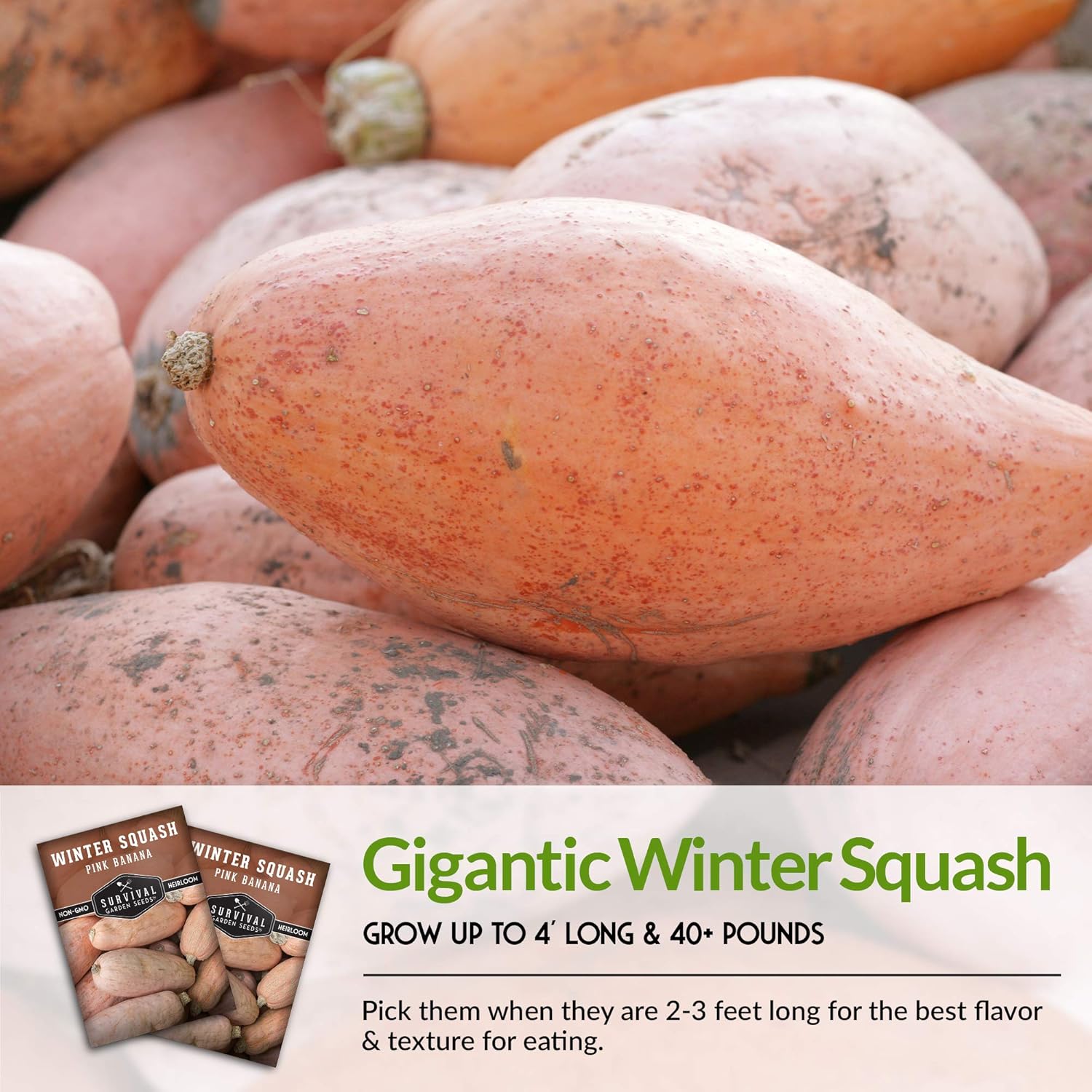 Survival Garden Seeds – Semilla de calabaza de invierno de plátano rosa para plantar – 3 paquetes con instrucciones para cultivar verduras de