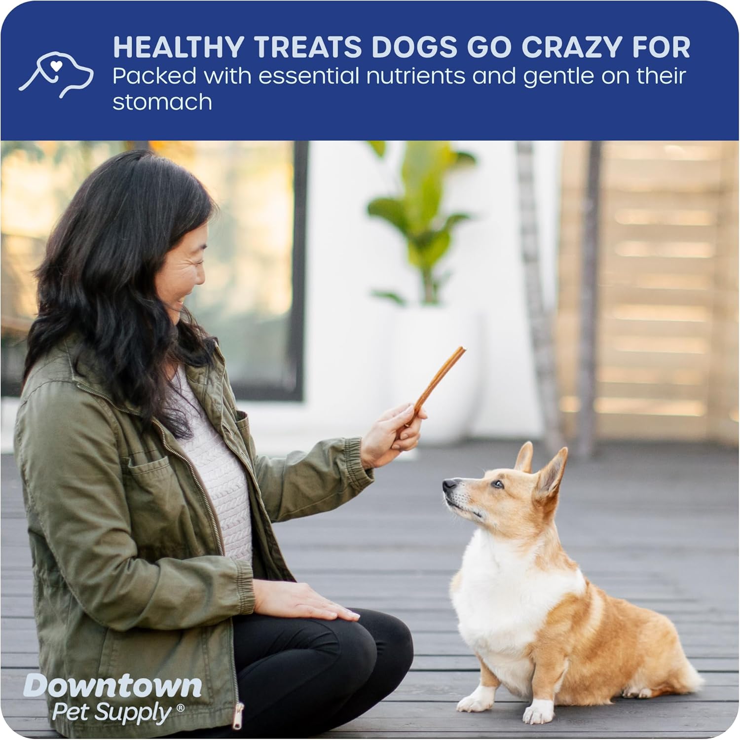 Downtown Pet Supply Thin Junior Bully Sticks (12 pulgadas  12 libra)  Palitos de matón para perros pequeños y cachorros  Un solo ingrediente de