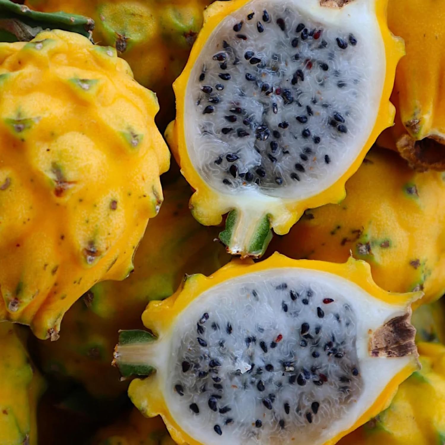 CHUXAY GARDEN Semilla de fruta del dragón amarillo 50 semillas de color raro Pitaya Fruit Heirloom Dulce Jugoso Frutas Ricas en Vitaminas