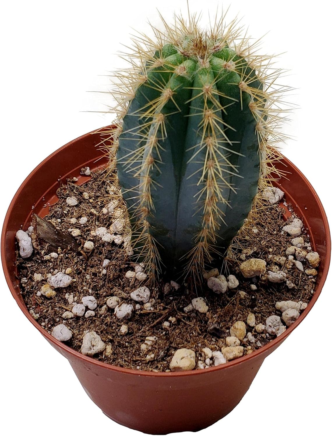 Planta de cactus Pilosocereus pachycladus