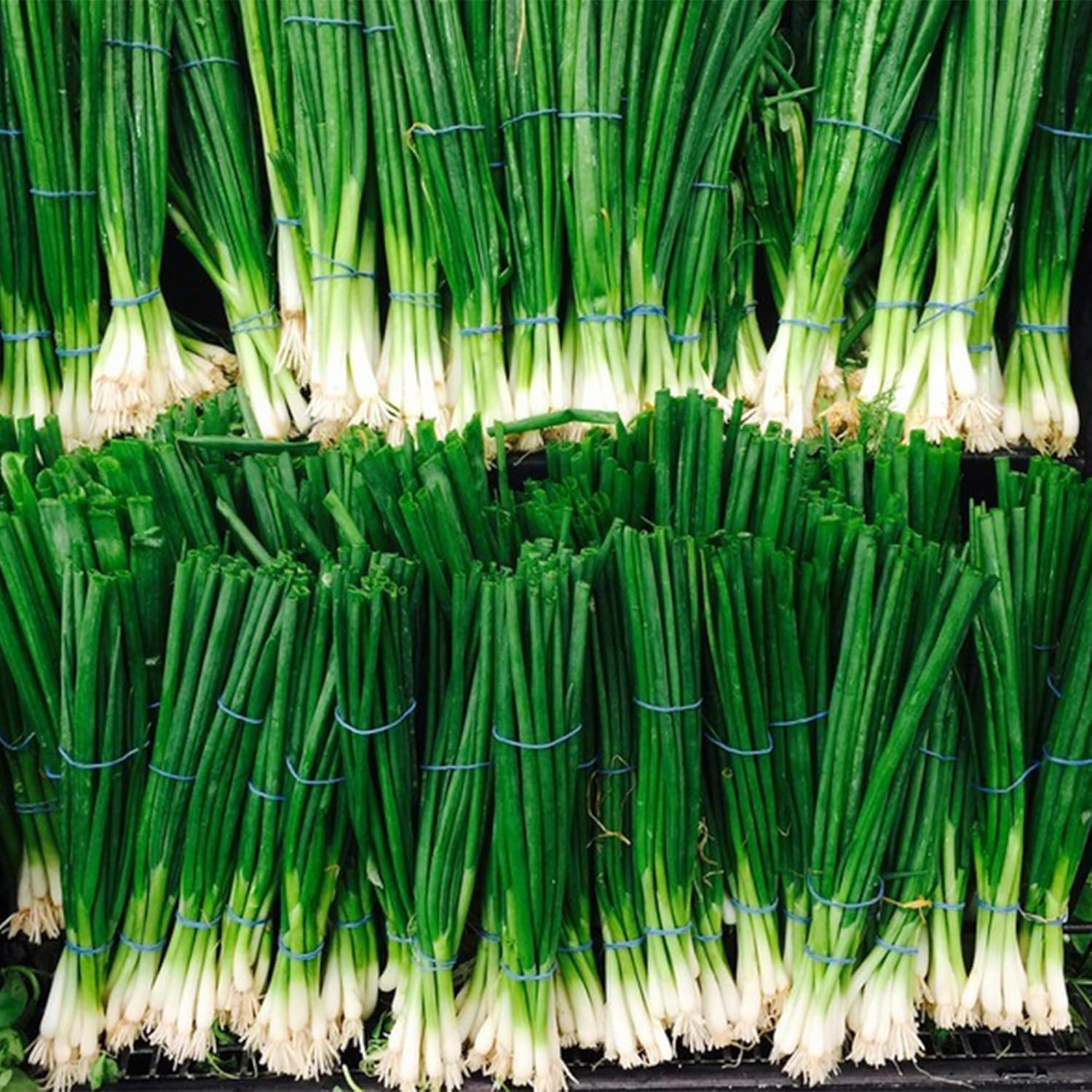 QAUZUY GARDEN 50 semillas de cebolla verde, semillas sin OMG, fáciles de cultivar, de crecimiento rápido, perenne, para interiores y exteriores