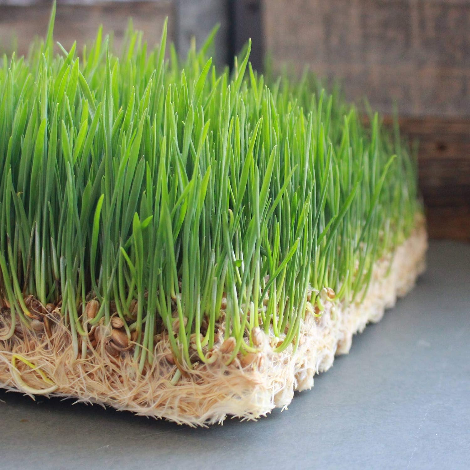 Pro Micro Jute Microgreens – Rollo de tapete de cultivo  10 pulgadas de ancho por 100 pies de largo  1 rollo  Almohadilla de cultivo hidropónica