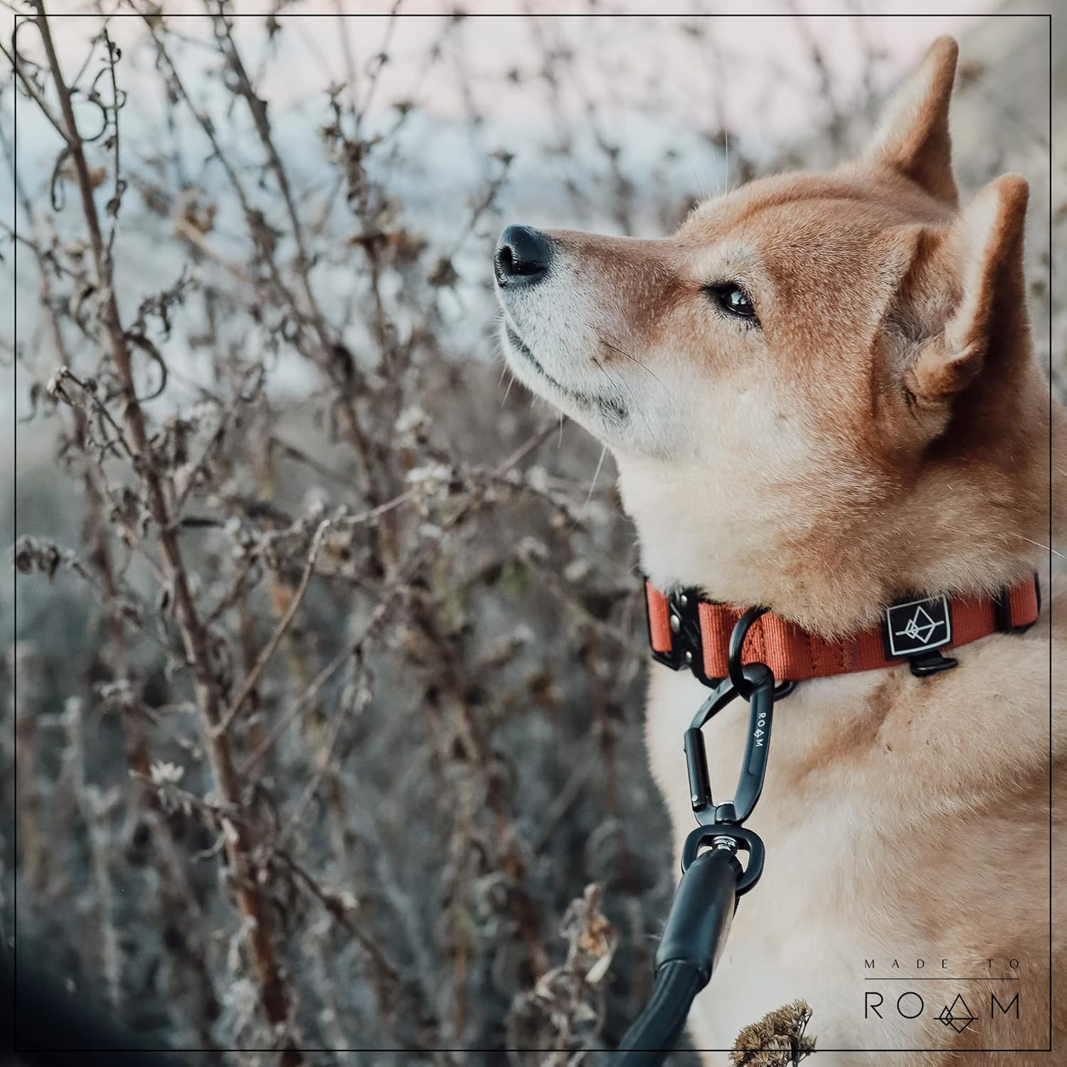Made to ROAM – Collar de control Explorer de alta calidad, ajustable, de nailon resistente con hebilla metálica de liberación rápida y mango de