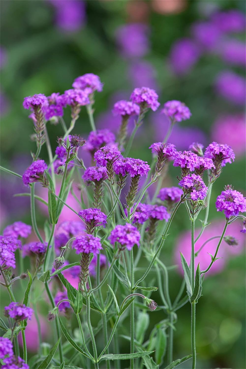 Semillas de flores raras Semillas de plantas 1500 Pcs Semillas perennes Verbena rigida ‘Santos Purple’