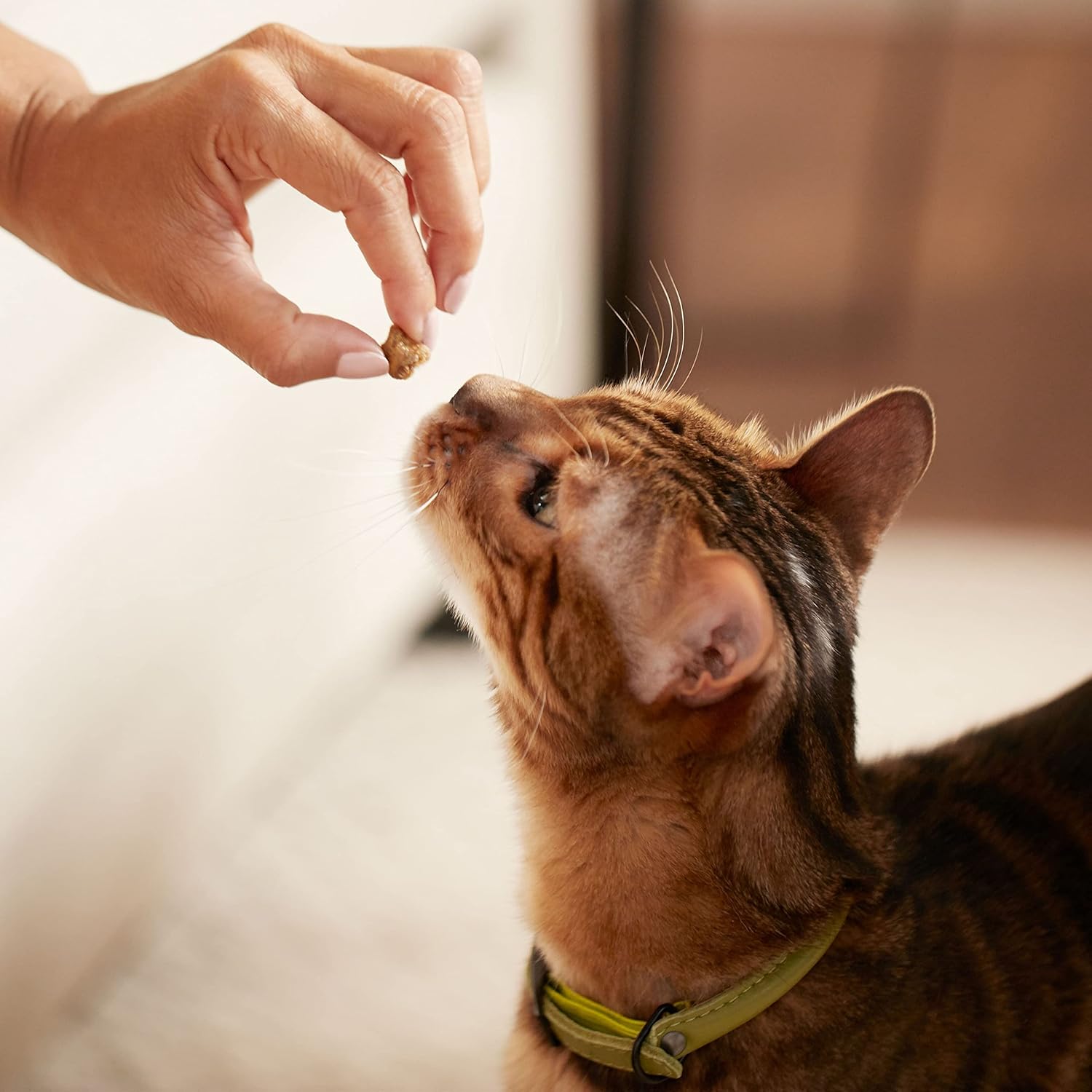 Rachael Ray Nutrish Love Bites Cat Treats, Chicken, 2.2 Ounce (Pack of 12)