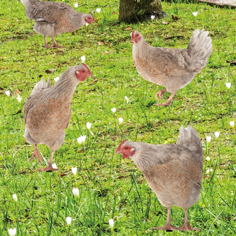 HANABASS Juego de 4 estacas decorativas de acrílico para jardín, estatuas de gallina, decoración de gallina, gallo y animales para patio trasero,