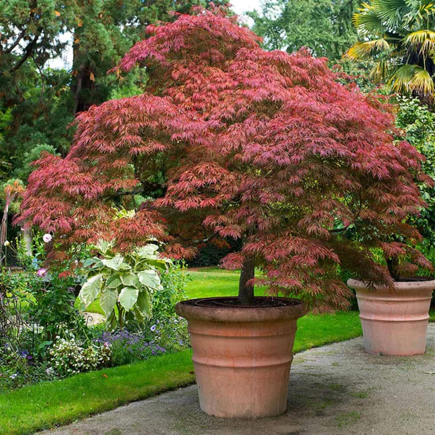 CHUXAY GARDEN 30 semillas de arce rojo fantasma,Acer Palmatum,Árbol de arce japonés llamativa planta de paisajismo Rara hoja roja árbol paisajismo