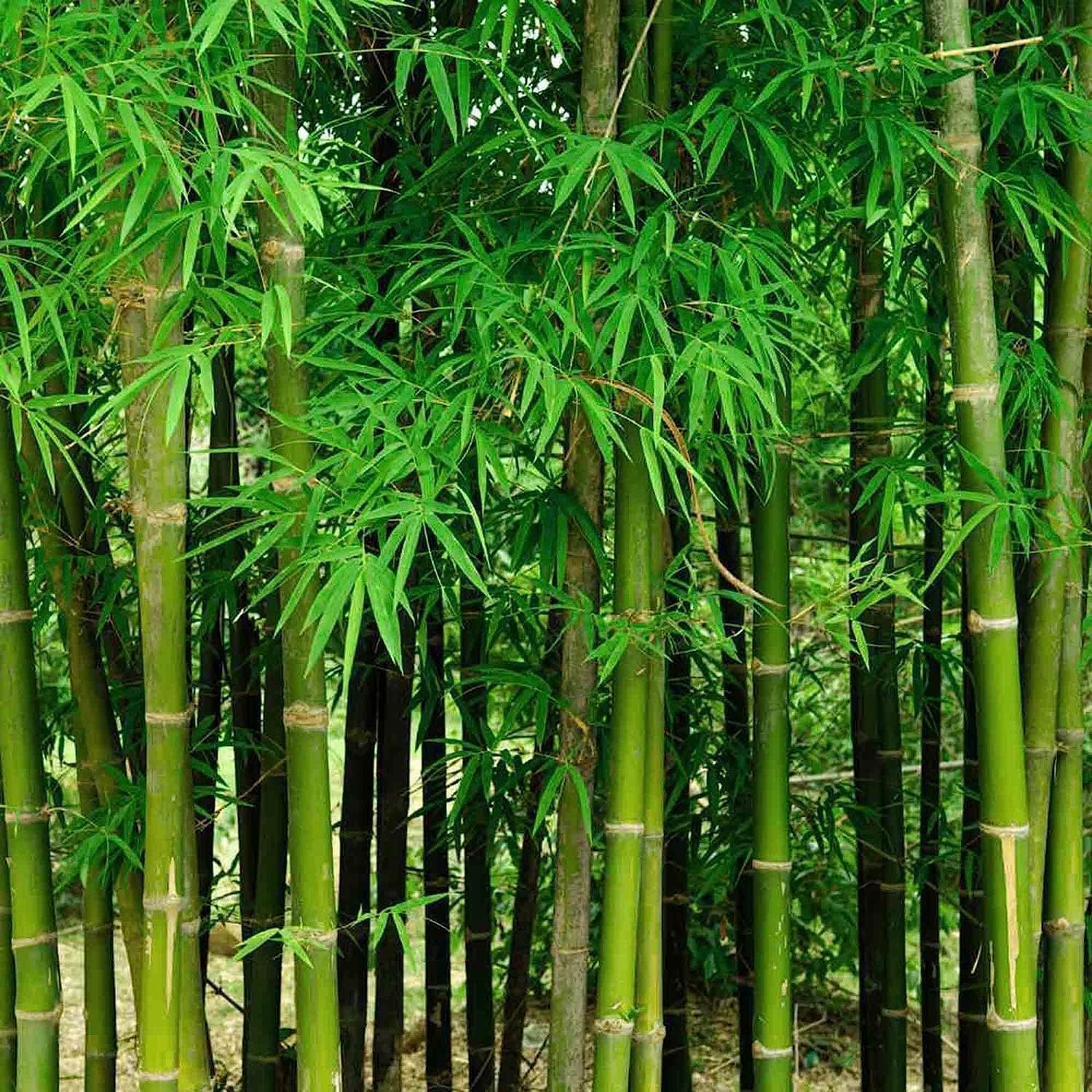 Más de 200 semillas de bambú gigantes frescas para plantar, crecimiento rápido y pantalla de privacidad resistente al invierno, buenas para el medio