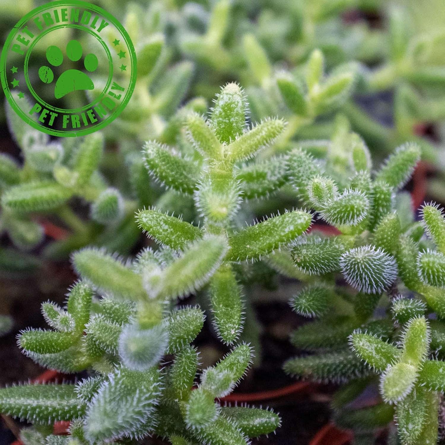 Delosperma echinatum – Planta viva para interior  Diferentes plantas de interior en maceta de 4 y 6 pulgadas  Decoración de planta de casa real para