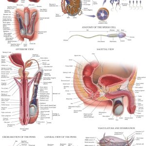 Palace Learning Cuadro anatómico del sistema reproductivo masculino laminado – Póster de anatomía masculina – 18″ x 24″ Palace Learning Cuadro anatómico del sistema reproductivo masculino laminado – Póster de anatomía masculina – 18″ x 24″