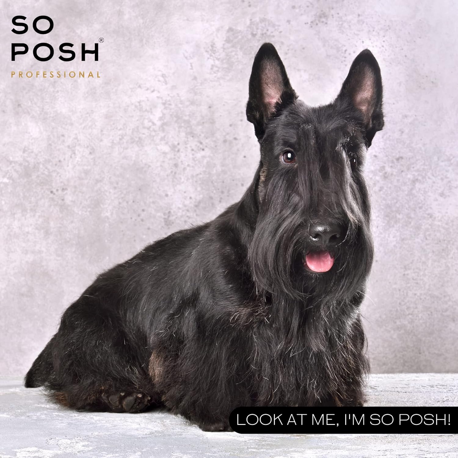So Posh – Polvo duro y áspero estilo para perros añade textura instantánea, completamente invisible, añade sujeción a patas, bigotes y nudos