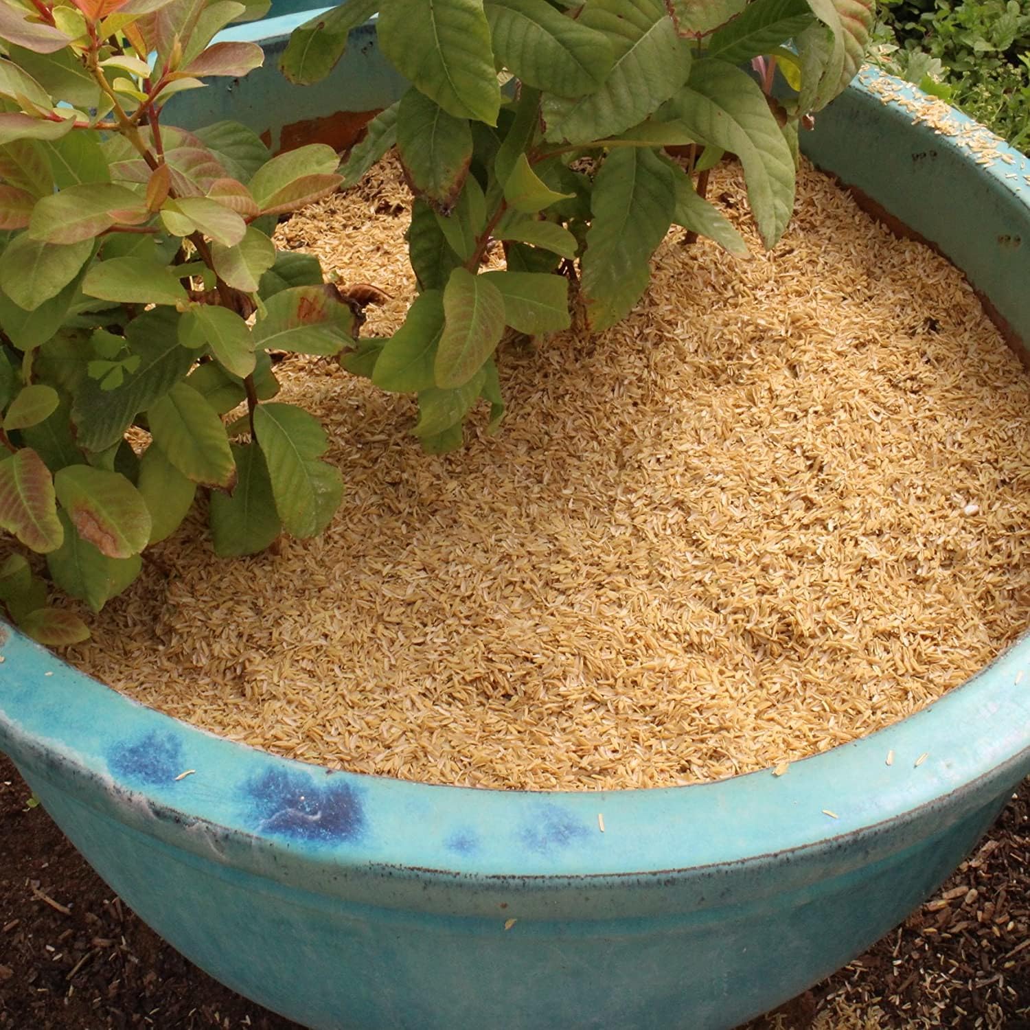 Cascos de arroz prémium de Gardenera – Crea plantas saludables y resistentes a través de una aireación y drenaje mejorados, 20 cuartos de galón