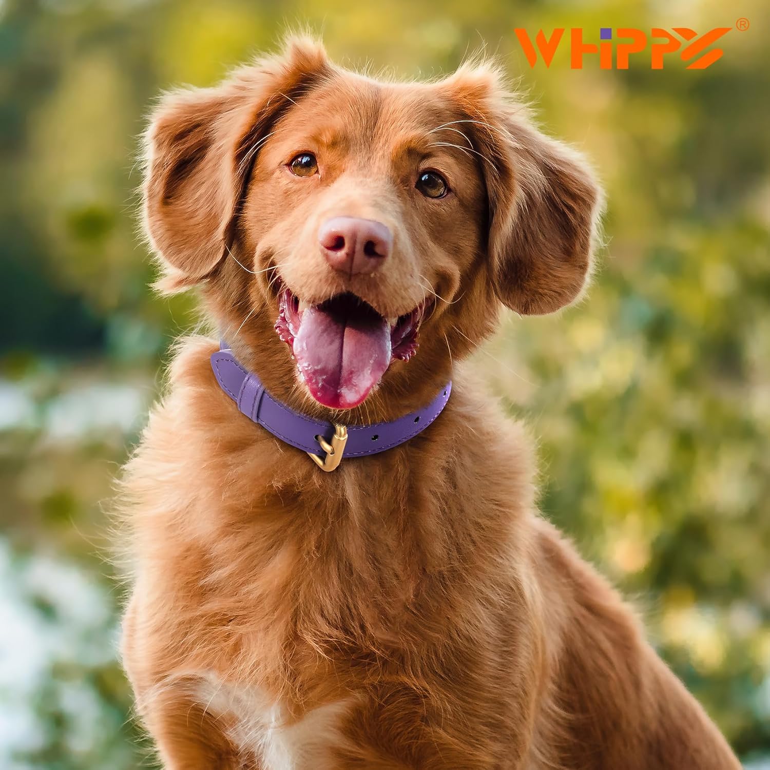 WHIPPY Collar de cuero para perro pequeño, mediano y grande, ajustable, suave, transpirable, acolchado, de cuero con hebilla de aleación, resistente