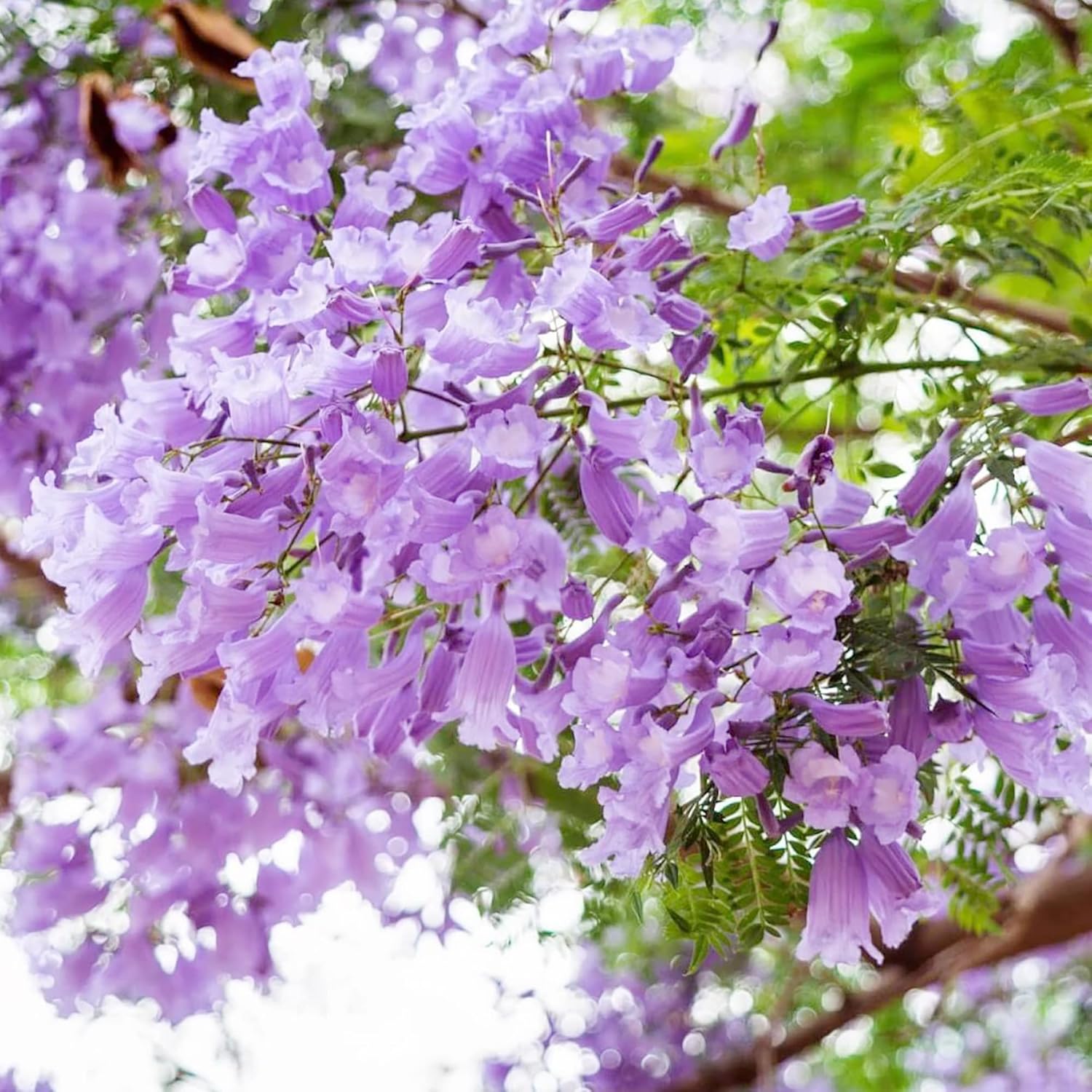 YEGAOL Garden – Semillas azules de jacaranda mimosifolia, impresionante árbol ornamental, flores azules vibrantes, tolerantes a la sequía, bajo