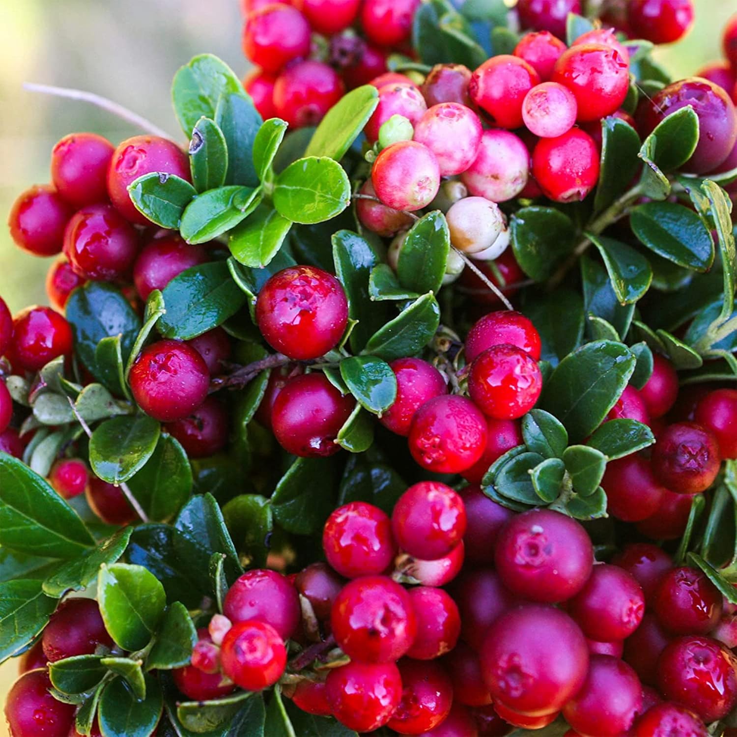 QAUZUY GARDEN Semillas – 100 semillas de arándano rojo Vaccinium Vitis-Idaea Mountain Cranberry Partridgeberry, sin OMG, perenne, resistente,