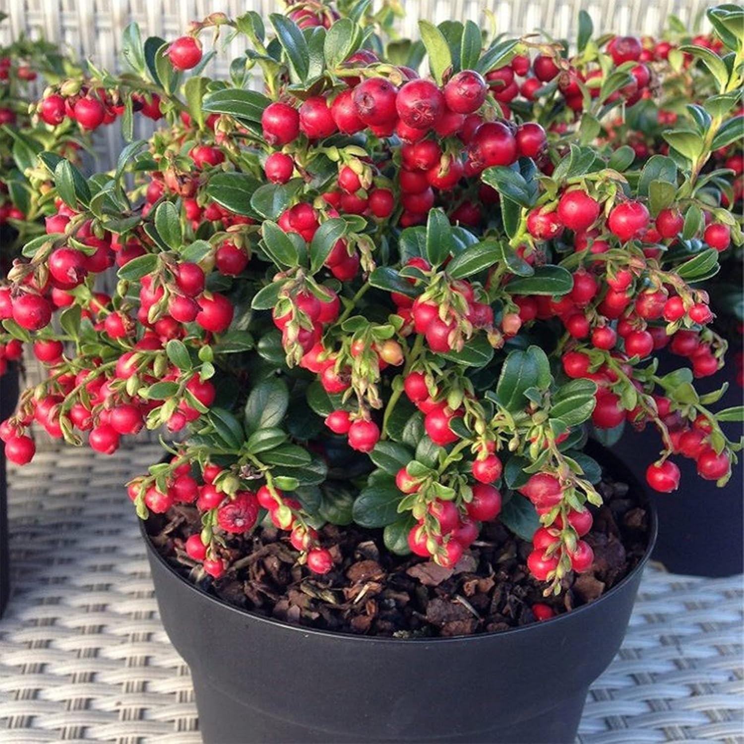 QAUZUY GARDEN Semillas – 100 semillas de arándano rojo Vaccinium Vitis-Idaea Mountain Cranberry Partridgeberry, sin OMG, perenne, resistente,