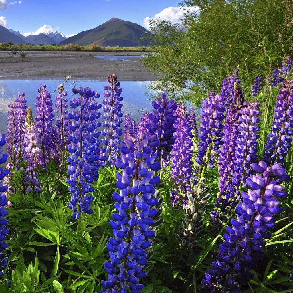 Semillas de flores de altramuz de Arroyo, 100 semillas tradicionales por paquete, semillas sin OMG, nombre botánico Lupinus succulentus, Isla’s