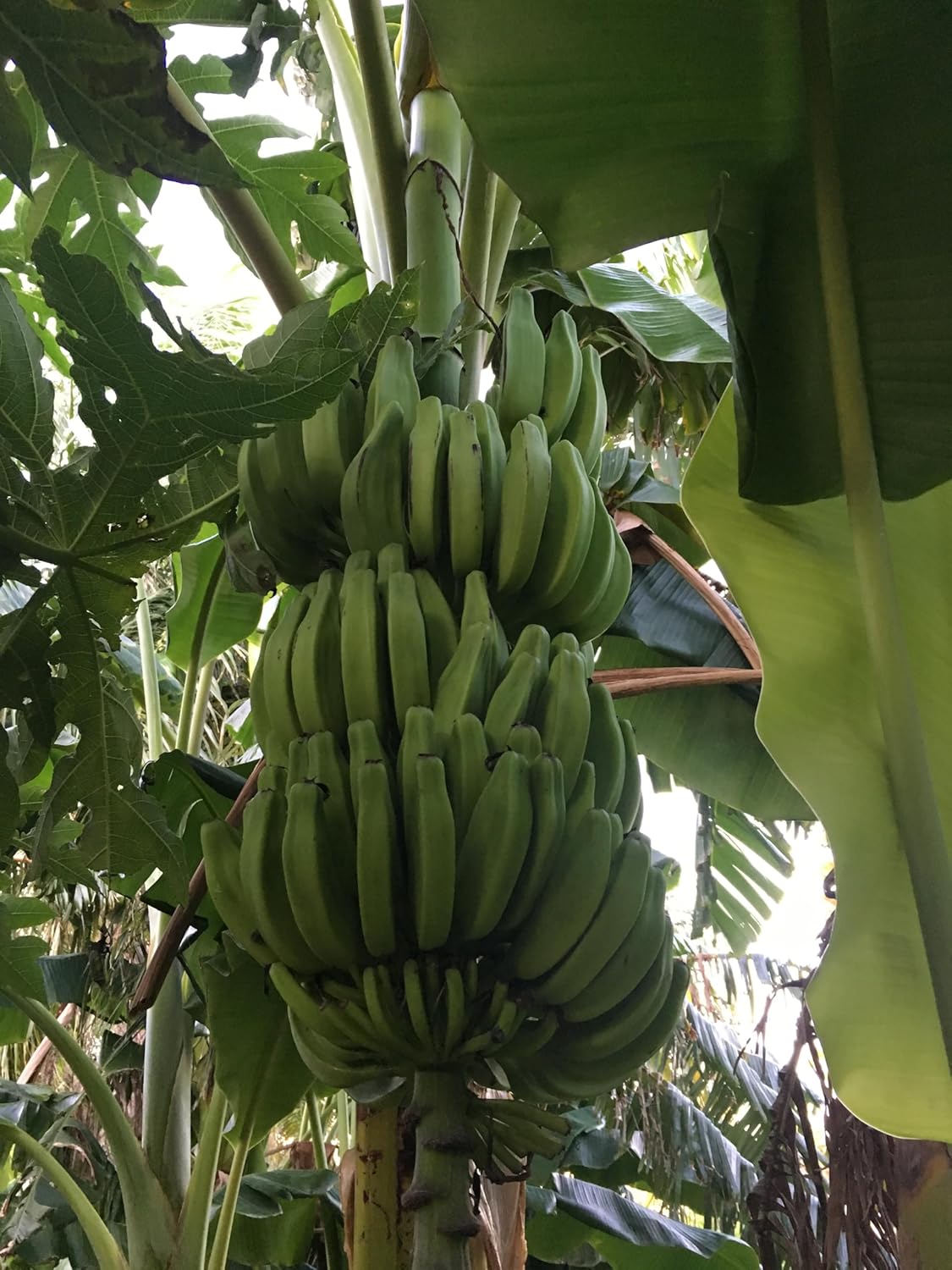 Planta de plátano, plátano Orinoco, Musa accuminata’ (grande 25″ – 36″)