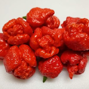 Trinidad Moruga Scorpion 6 Pimientos Secos Trinidad Moruga Scorpion 6 Pimientos Secos