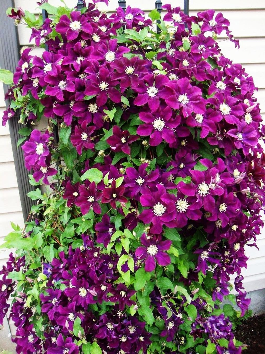 Semillas de flores mixtas Clematis Flor perenne 20 Semillas