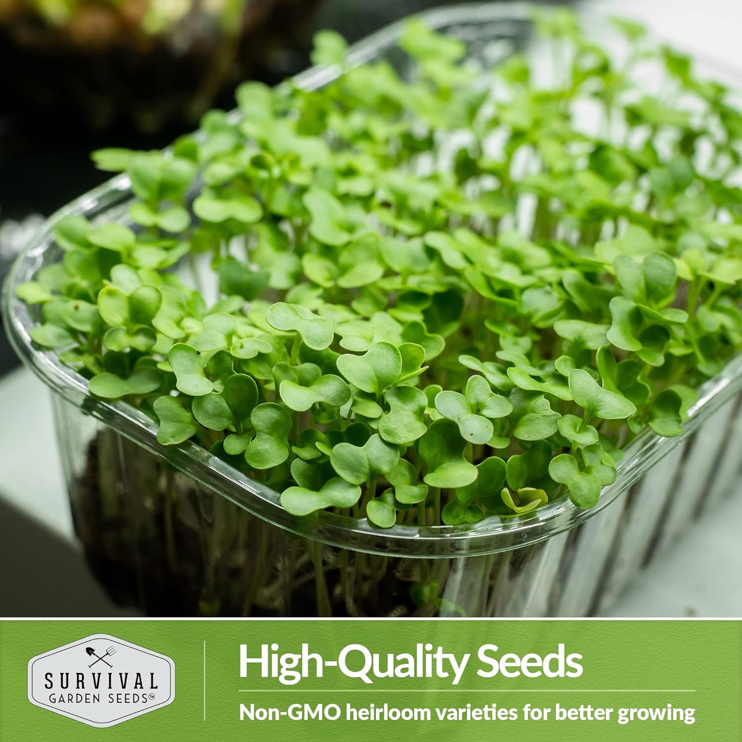 5 paquetes de semillas de microgreens de brócoli para plantar y cultivar  Planta plantas de microvegetales de hoja verde en interiores  Cultiva tu