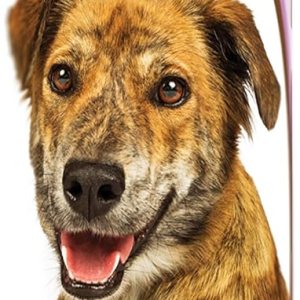 Healthy Breeds – Limpiador de oídos con aloe vera – Formulado por veterinarios para desodorizar, limpiar, secar y acidificar el canal auditivo – Healthy Breeds – Limpiador de oídos con aloe vera – Formulado por veterinarios para desodorizar, limpiar, secar y acidificar el canal auditivo –