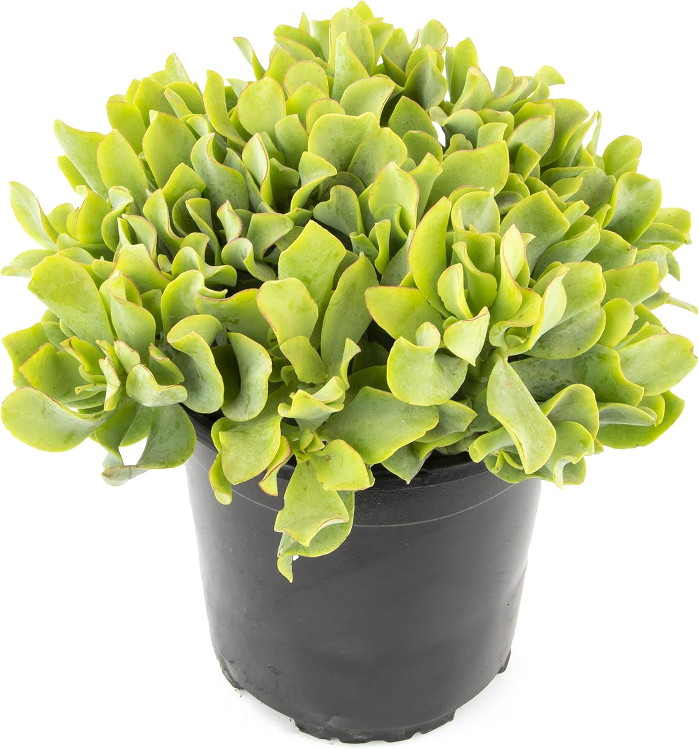 Plantas suculentas reales para interiores aptas para tener con mascotas jade crassula ondulada