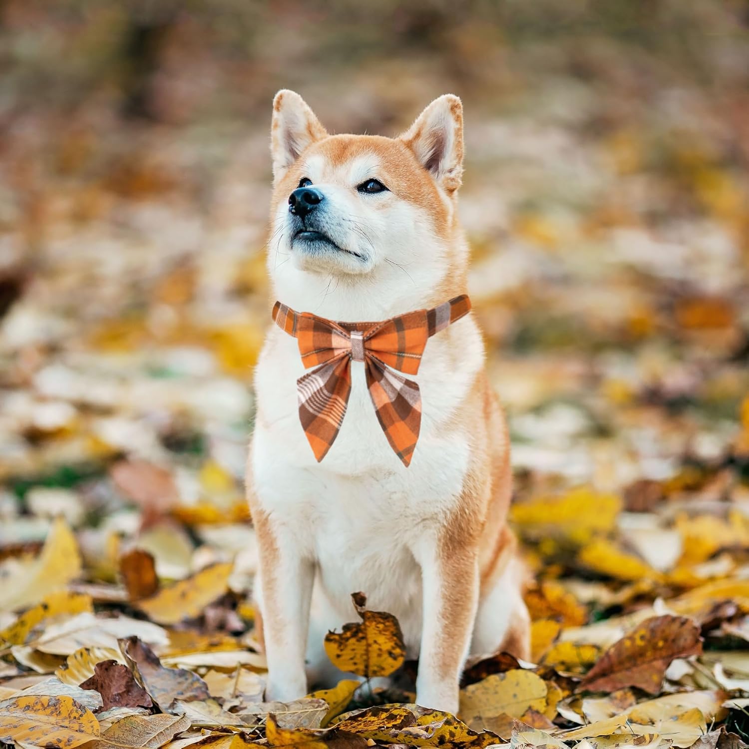 ADOGGYGO Collar de otoño para perro con lazo, collar de lazo para perro de Acción de Gracias, collar ajustable de algodón naranja con moño, collares