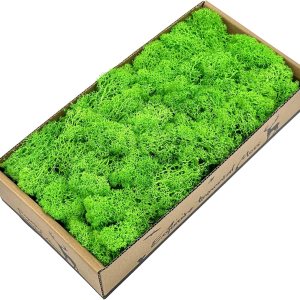 Pextian Musgo verde preservado para manualidades, musgo de reno de 8 onzas para plantas en maceta, musgo artificial decorativo para bodas, Pextian Musgo verde preservado para manualidades, musgo de reno de 8 onzas para plantas en maceta, musgo artificial decorativo para bodas,