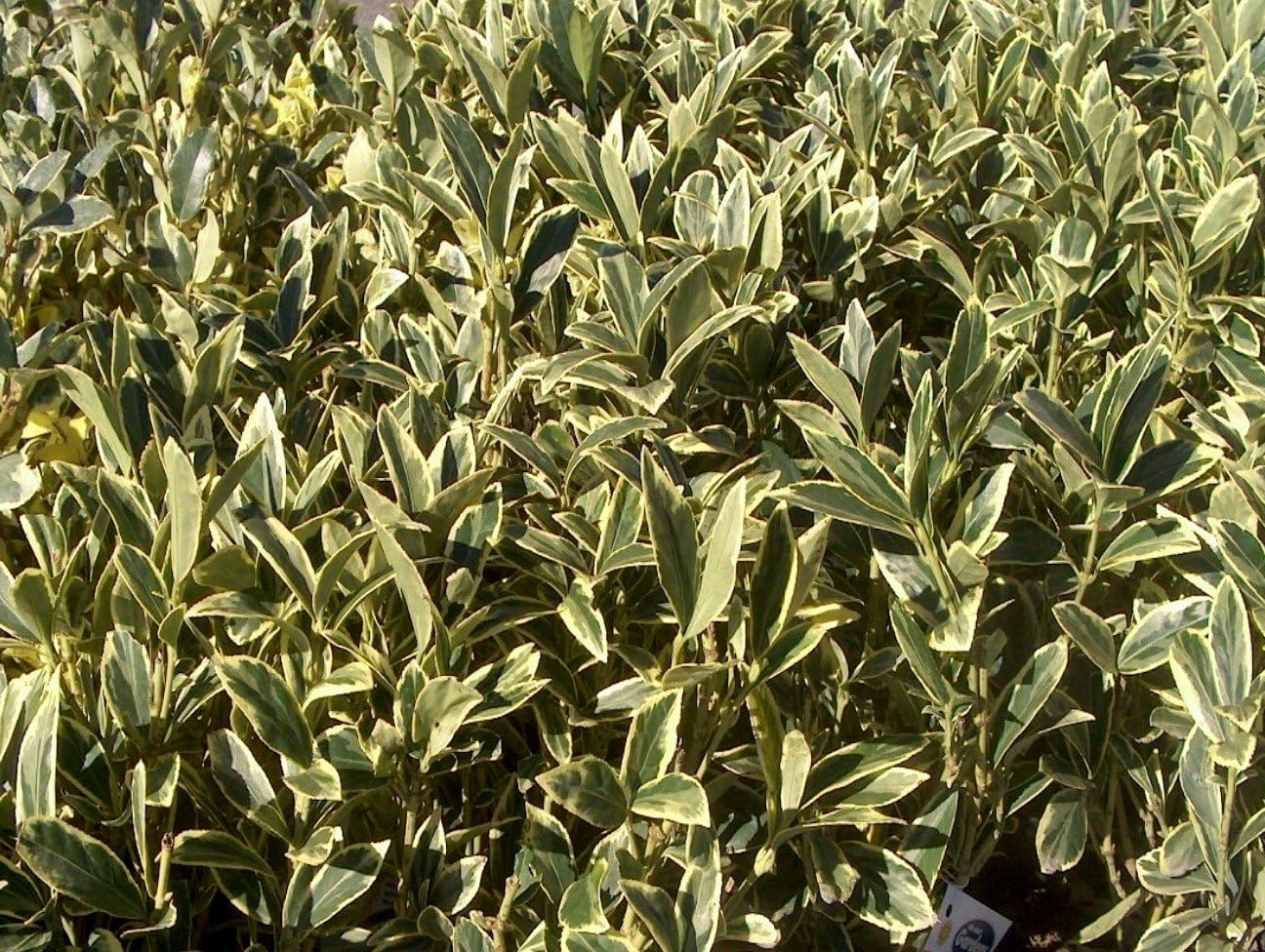 Ligustrum Japonicum Jack Frost – 40 plantas vivas – Consejos abigarrados de cobertura de privacidad de hoja perenne