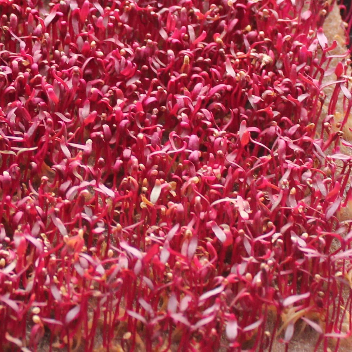 Zellajake Semillas de hierbas rojas de amaranto sin OMG (300 semillas de amaranto rojo (10.14 oz). bin197)