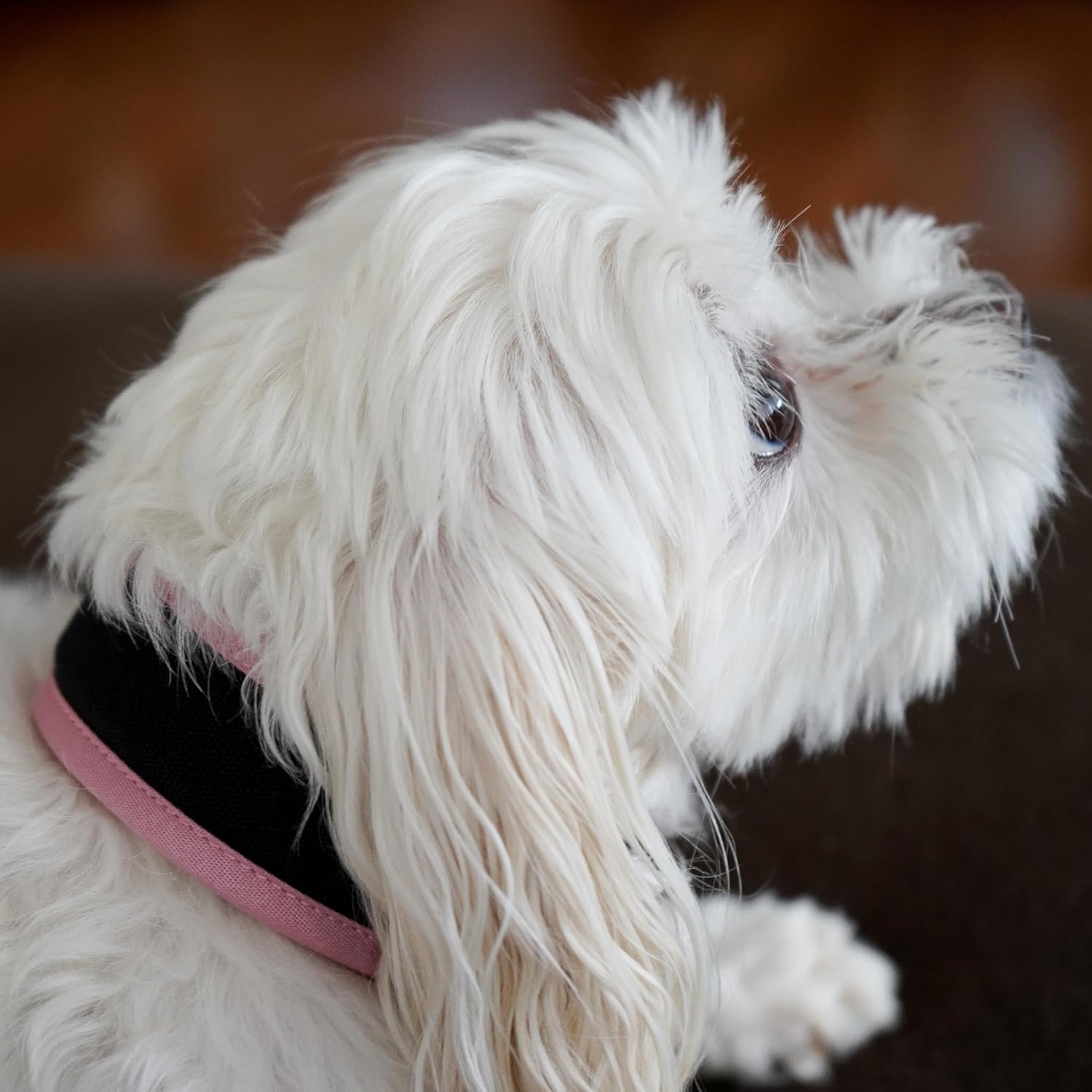 Collar de perro de alta calidad, soporte para Airtag de Apple, ajustable, resistente, reflectante 3M, sin rozaduras, malla de aire ultra suave,