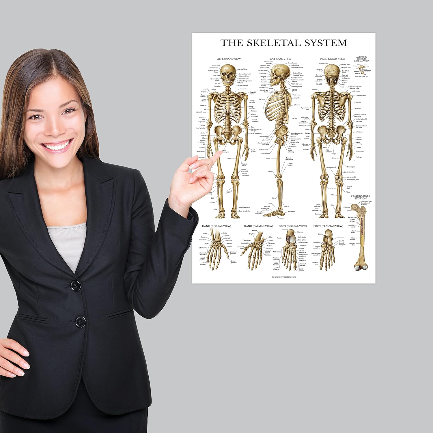 Palace Learning Paquete de 3 carteles de anatomía muscular, esqueleto y sistema endocrino, gráficos anatómicos del sistema muscular y esquelético,