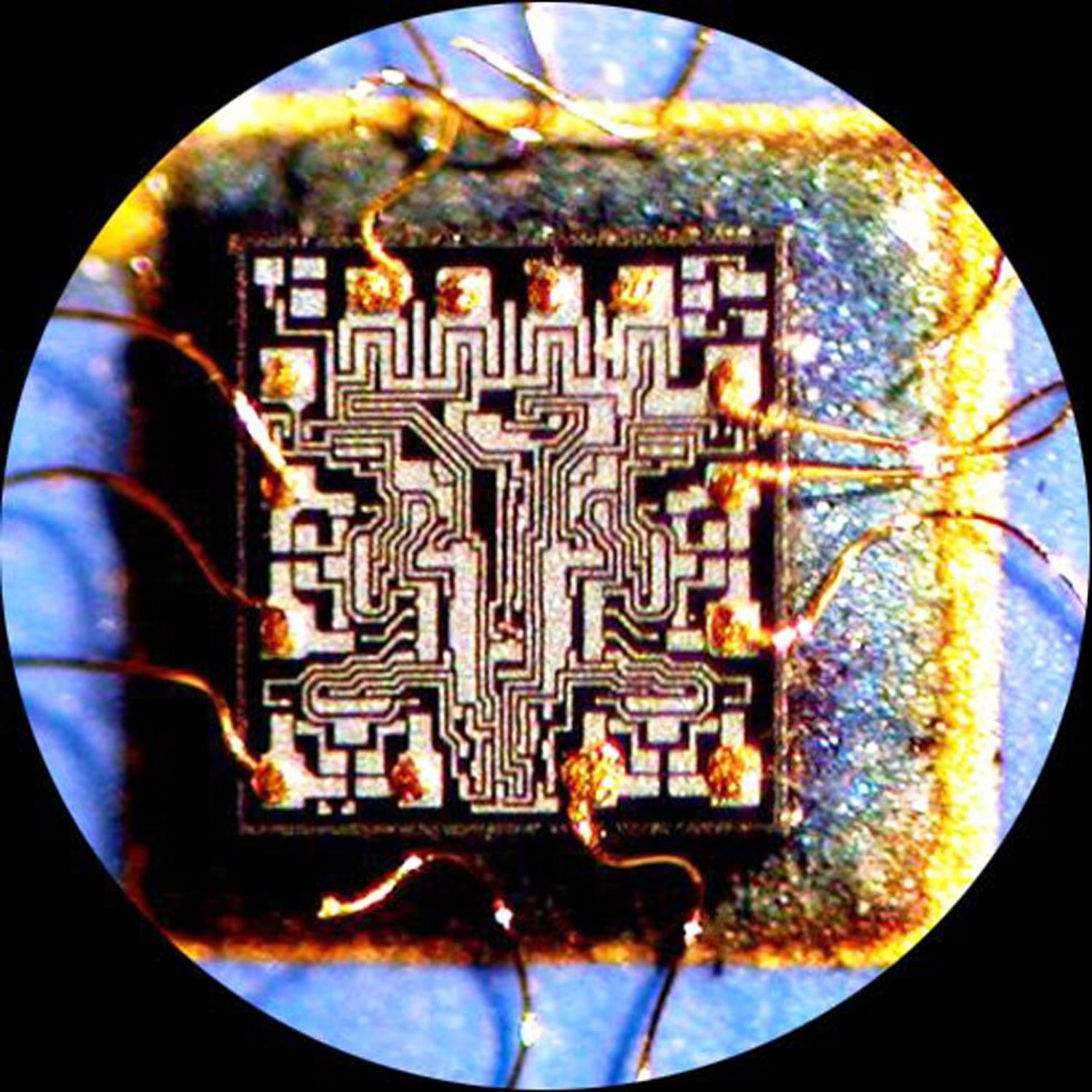 AmScope Cámara de microscopio USB 2.0 de 1.3 MP con lente de reducción + software + 2 adaptadores de montaje (Windows XPVista7810Mac OS XLinux)