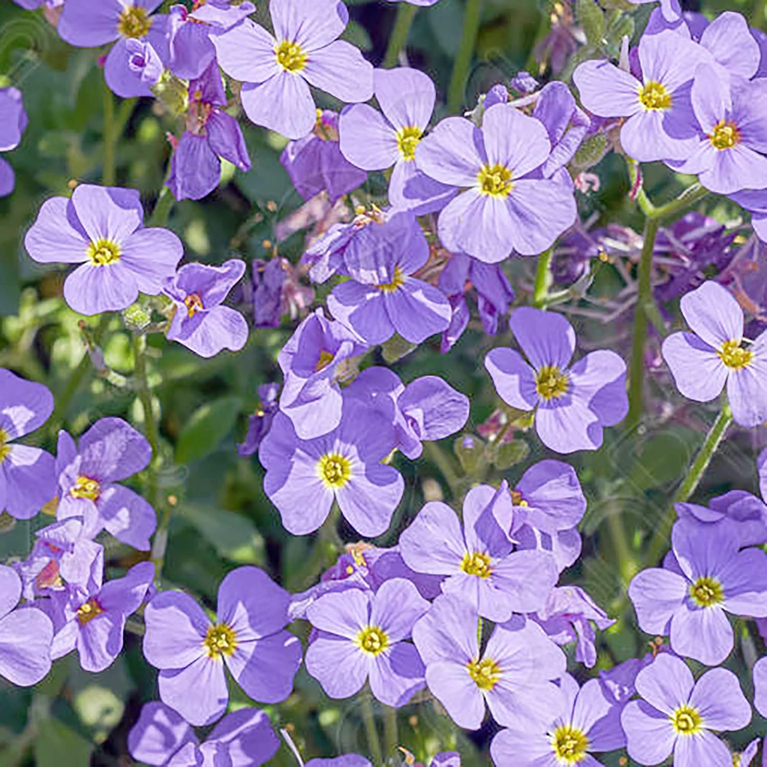 YEGAOL Garden – Semillas de berro de roca Aubrieta Deltoidea, resistentes y perennes, tolerantes a la sequía, atraen polinizadores, fácil de cuidar,