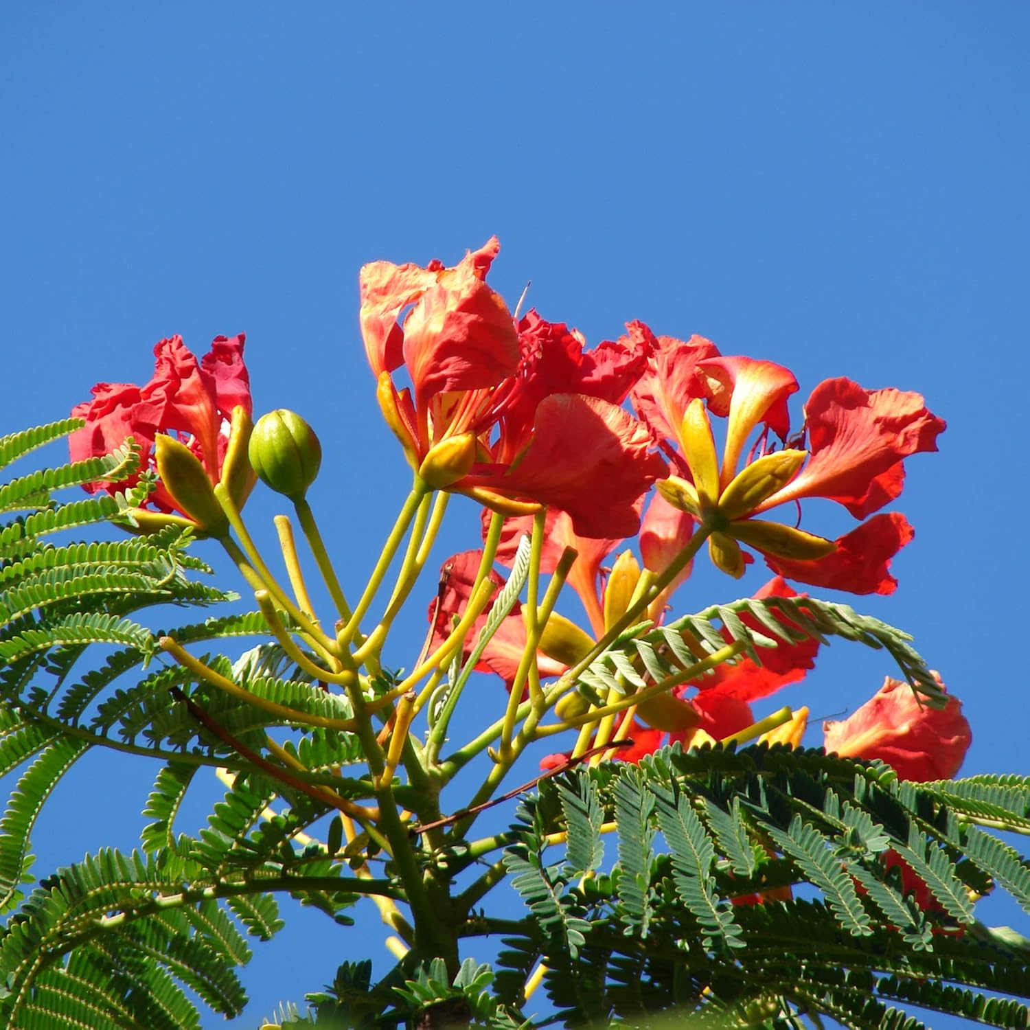 YEGAOL Garden – Semillas Royal Poinciana Delonix Regia, extravagante de bajo mantenimiento, árbol de floración tropical, vistosos parques de hoja