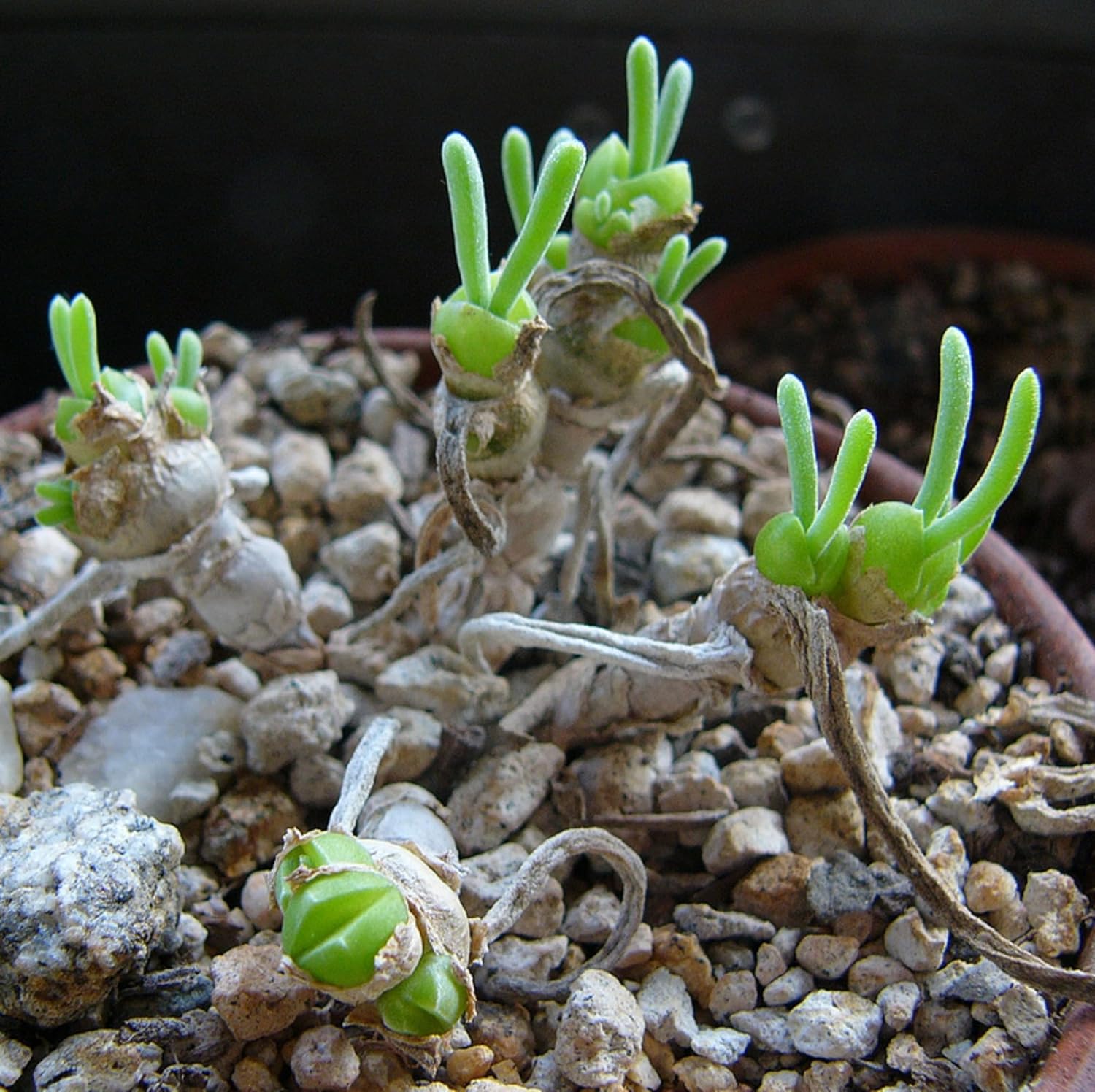 CHUXAY GARDEN Monilaria Obconica Semillas 70 Semillas Conejito Suculenta Forma Rara Contenedor Ornamental Gran Bonsái de Escritorio