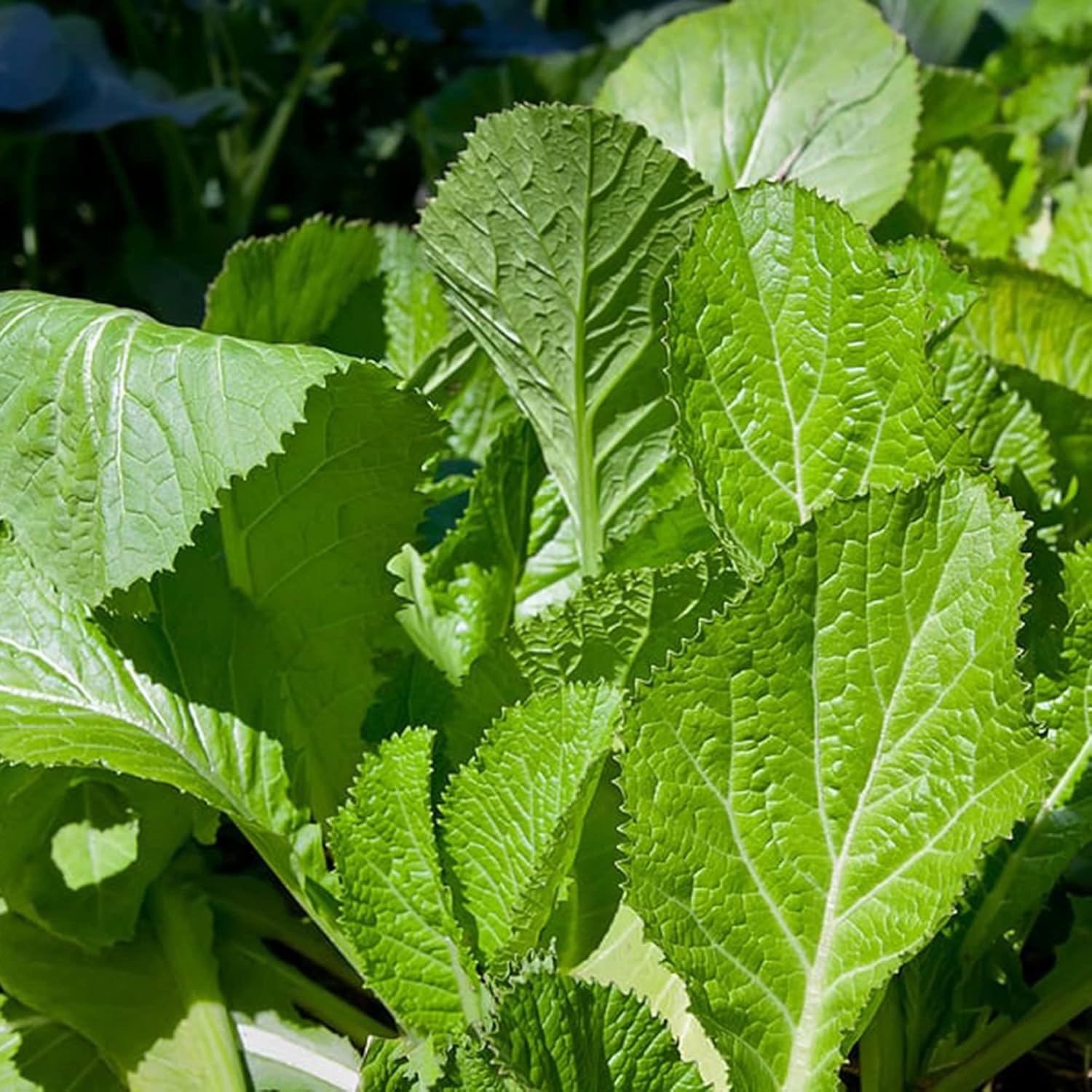 QAUZUY GARDEN 2100 semillas de mostaza china (mostaza de hoja) sabrosas semillas de verduras orgánicas sin OMG para plantar el jardín del hogar de