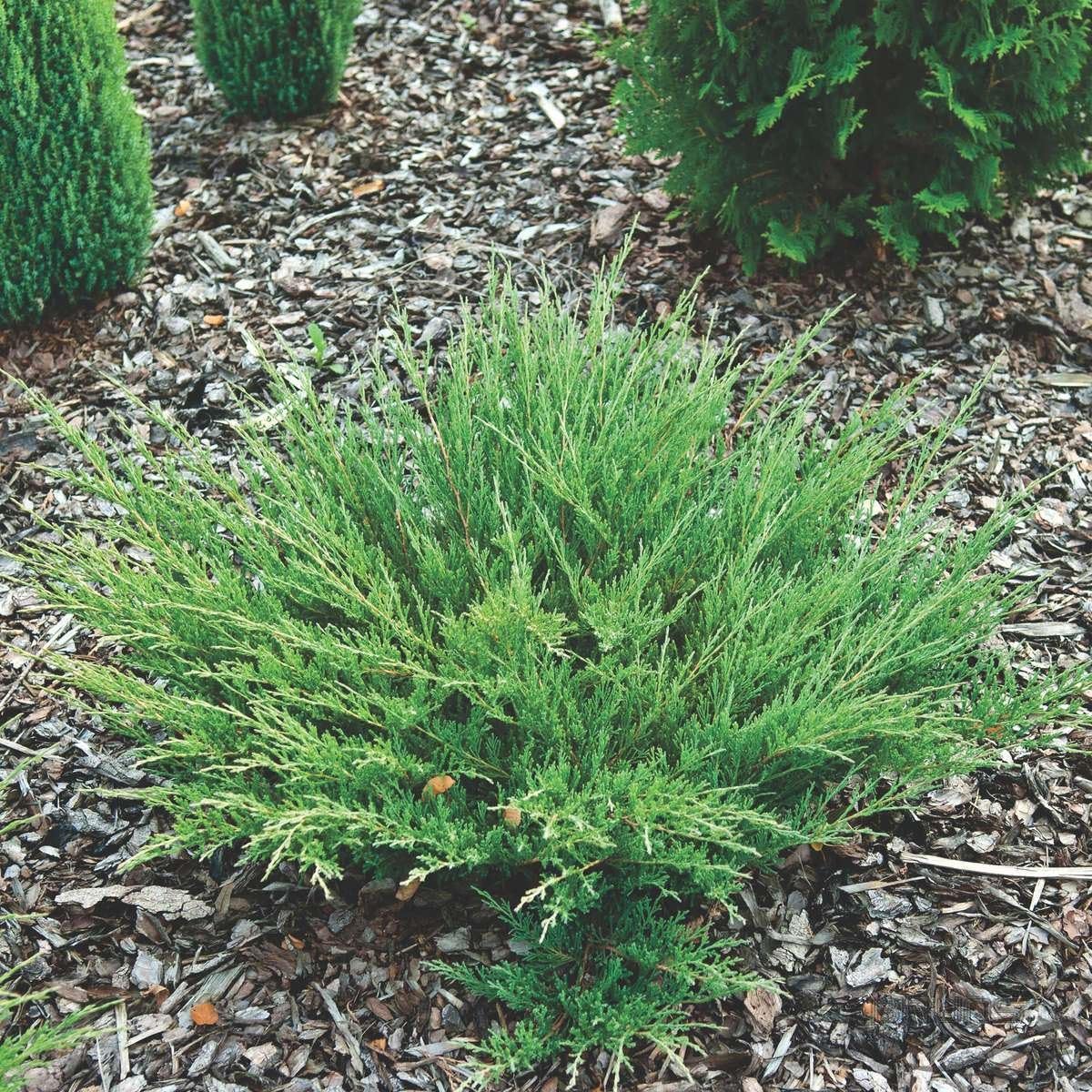 Andorra Compacta Juniper – 30 plantas vivas – Cubierta de suelo de hoja perenne resistente al frío tolerante a la sequía
