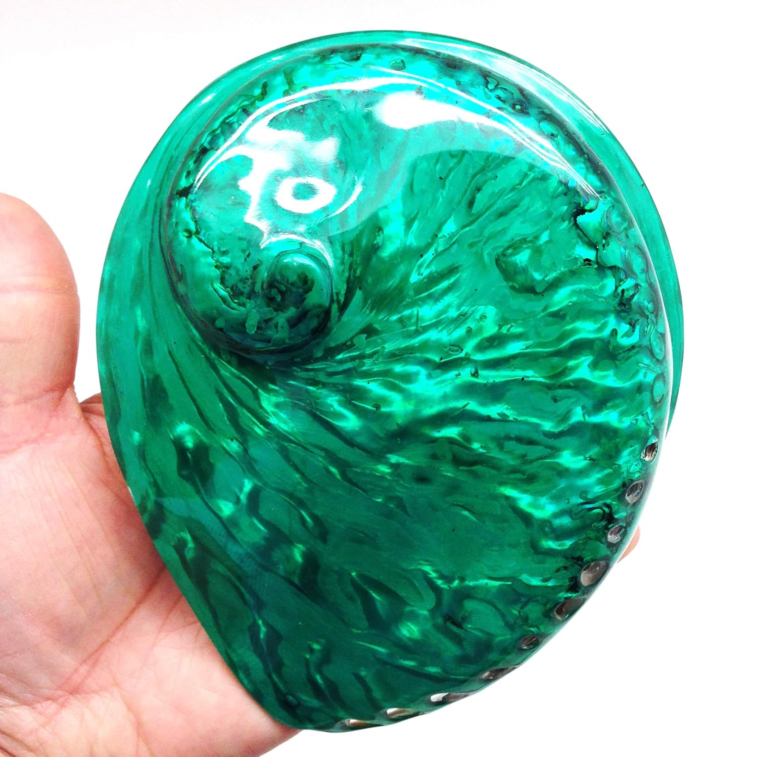 PEPPERLONELY 1 unidad de conchas marinas de abulón Midas verde esmeralda brillante pulidas para decoración y exhibición del hogar, 5 pulgadas  6