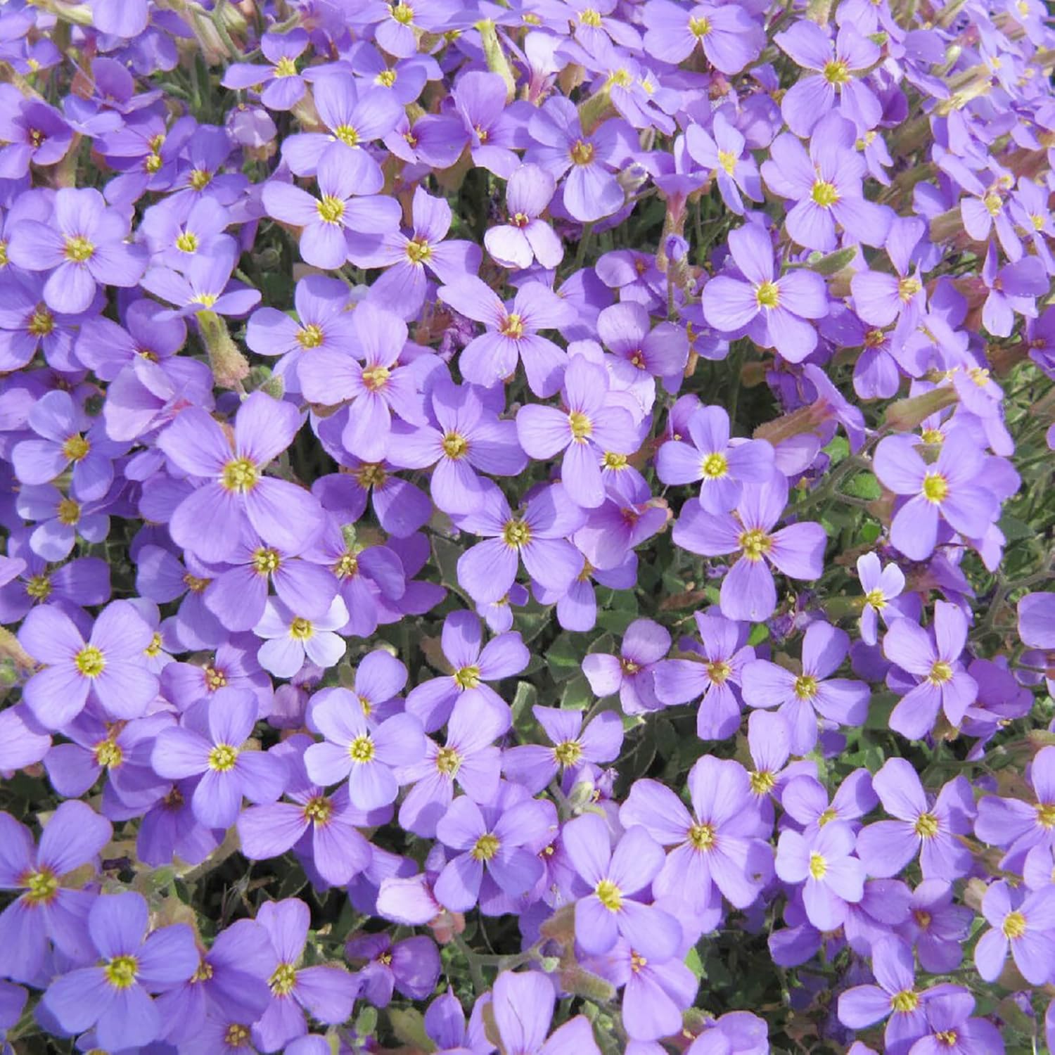 YEGAOL Garden – Semillas de berro de roca Aubrieta Deltoidea, resistentes y perennes, tolerantes a la sequía, atraen polinizadores, fácil de cuidar,