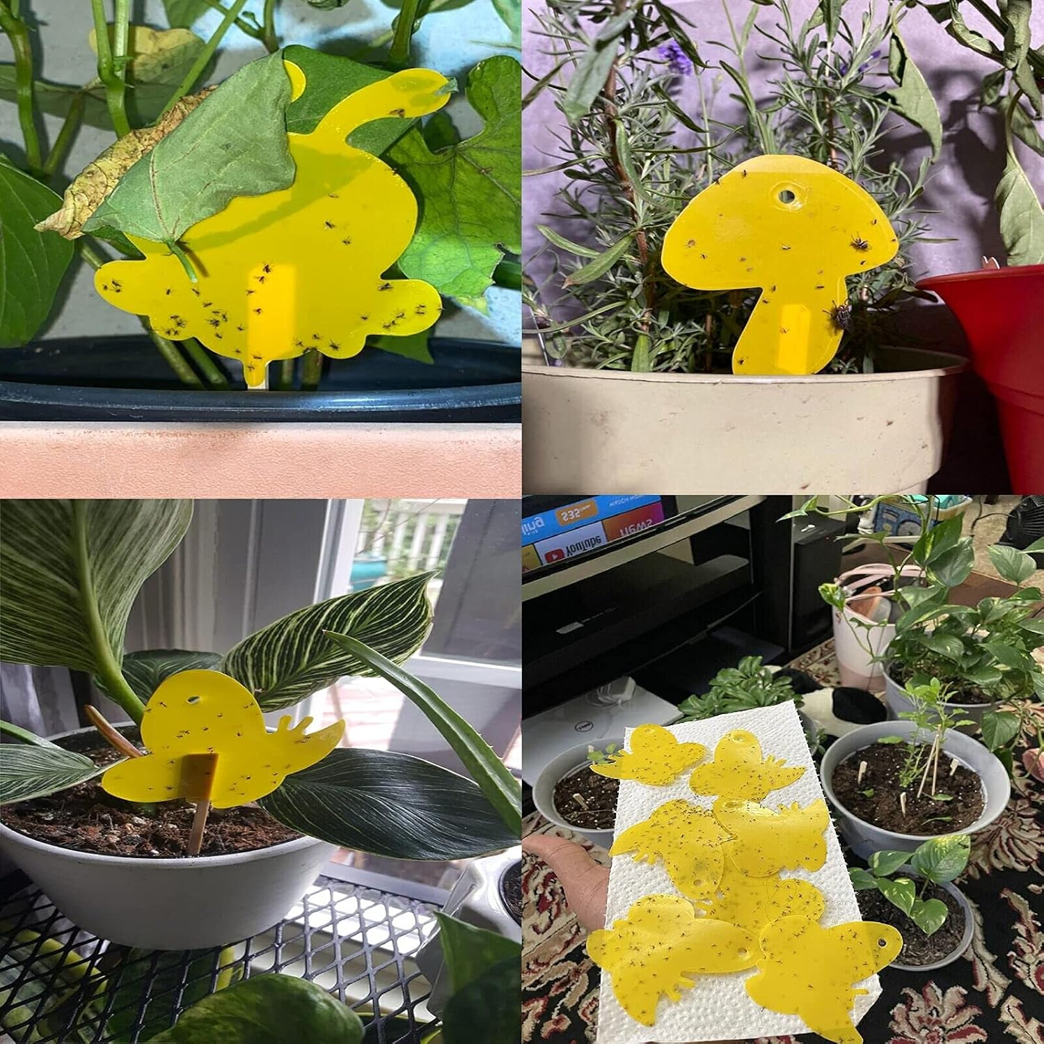 Paquete de 12 trampas adhesivas, trampas para mosquitos para interiores y exteriores, trampas para moscas de frutas y hongos para mosquitos en