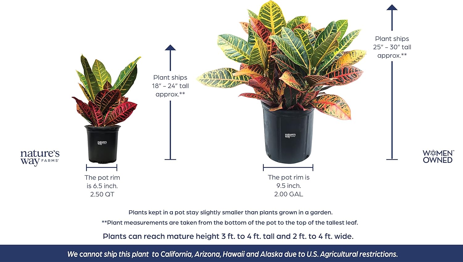 Nature’s Way Farms Croton Petra – Planta viva (18-24 pulgadas de alto) en maceta de cultivo
