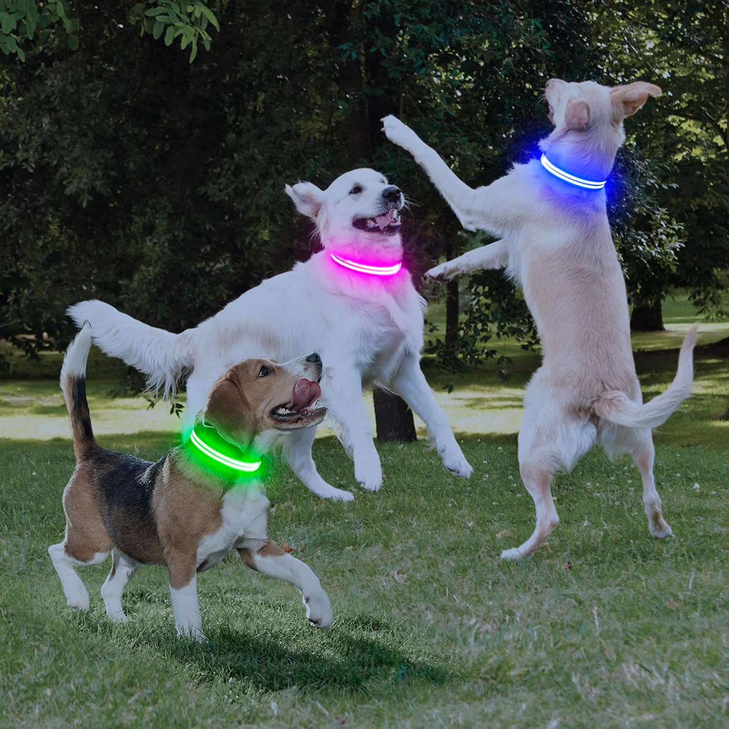 Collares de perro con luces LED recargables, collares de perro que brillan en la oscuridad, para seguridad nocturna, collar de cachorro iluminado,