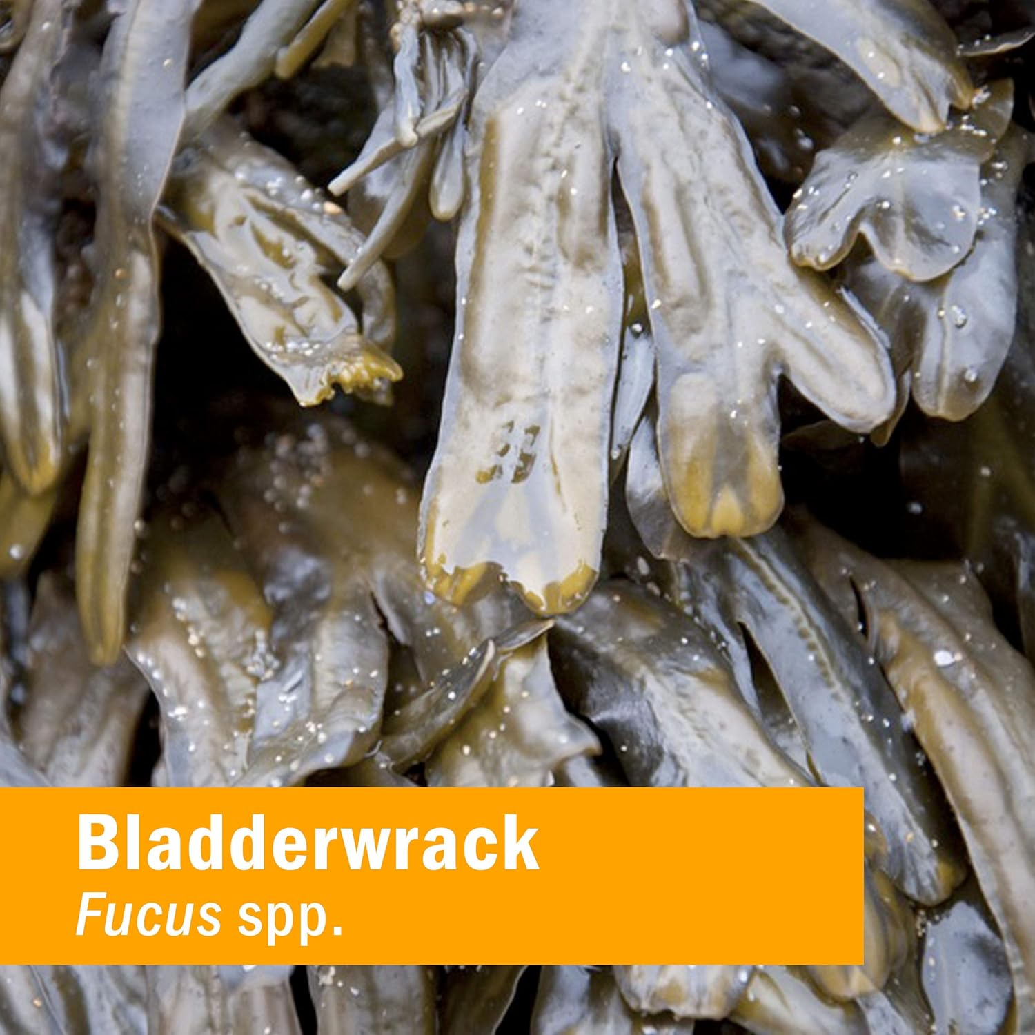 Herb Pharm Extracto líquido Bladderwrack – 1 onza (DBLADD01)