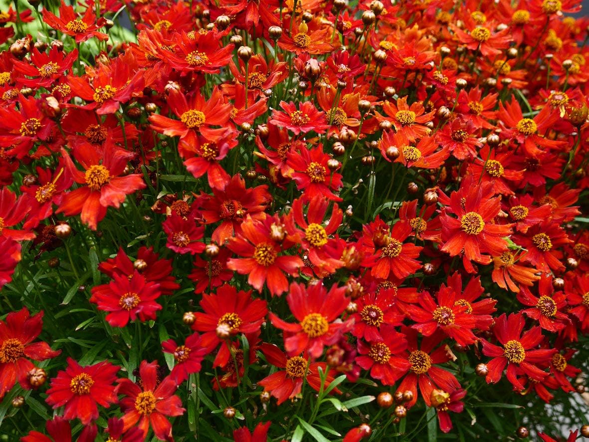 Semillas de flores de Coreopsis rojas de llanuras semienanas para plantar, más de 1500 semillas por paquete, semillas de jardín de Isla (semillas de