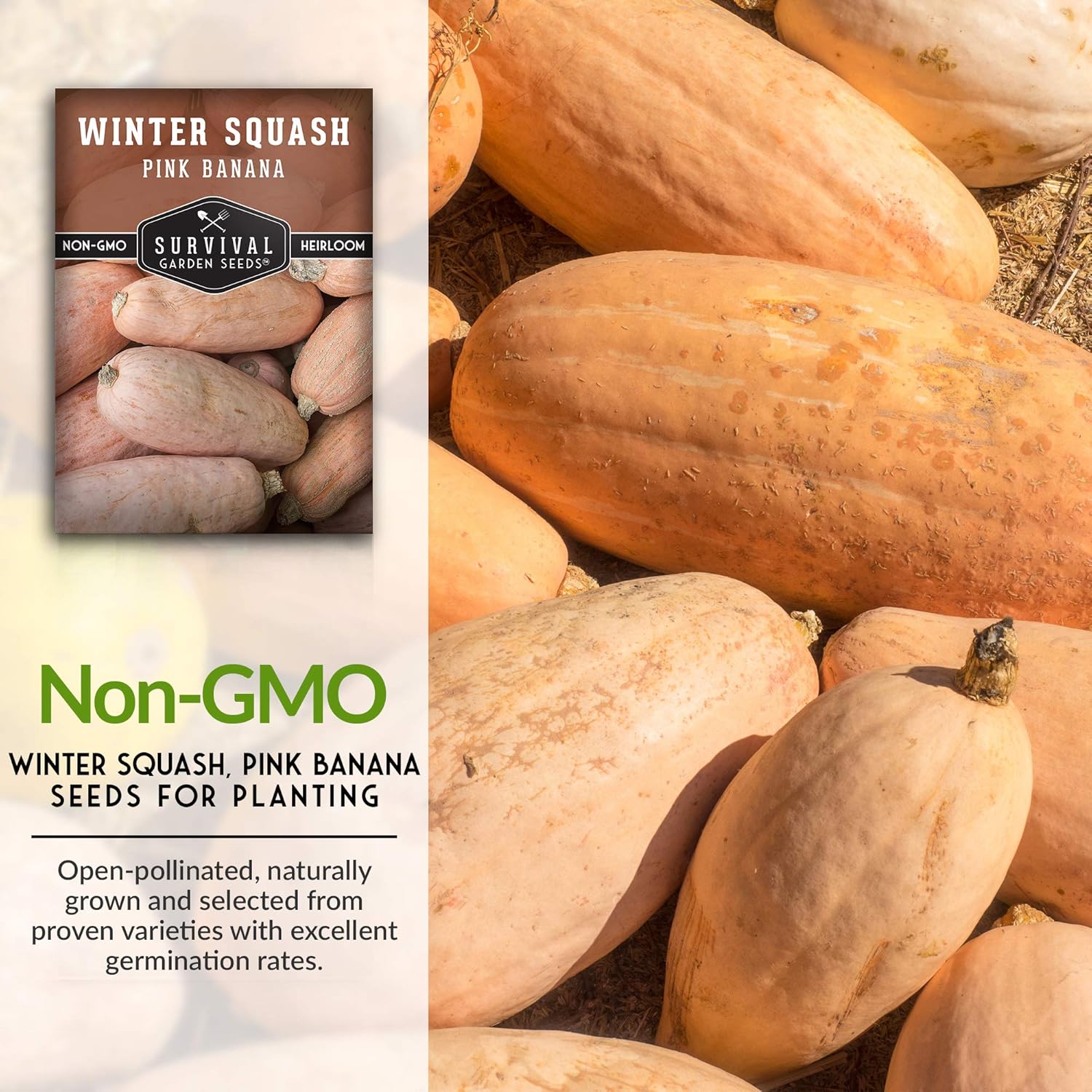 Survival Garden Seeds – Semilla de calabaza de invierno de plátano rosa para plantar – 3 paquetes con instrucciones para cultivar verduras de