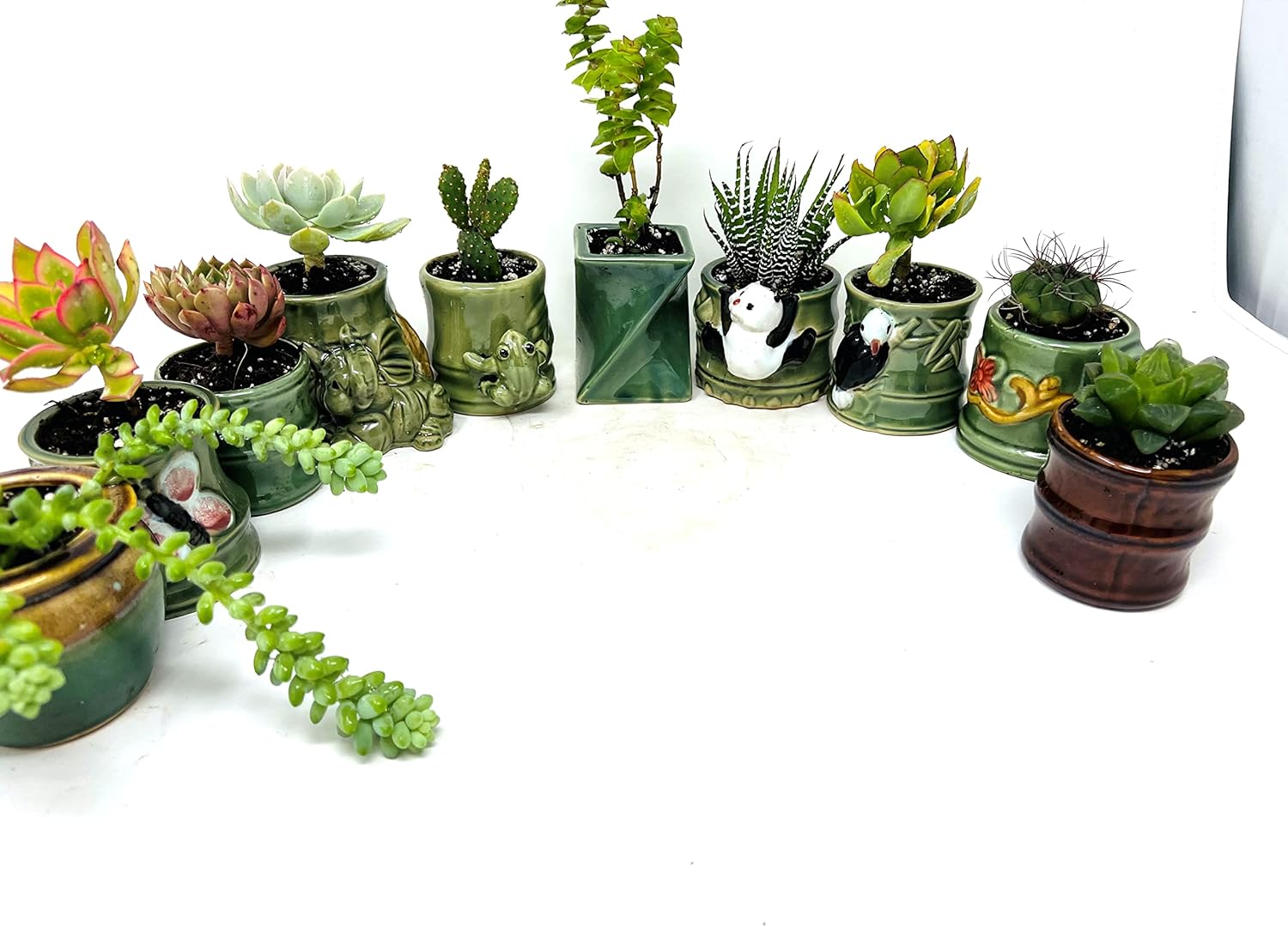 5 diferentes aloe y plantas suculentas fáciles de cultivardifíciles de matar! Cerámica de 2 pulgadas